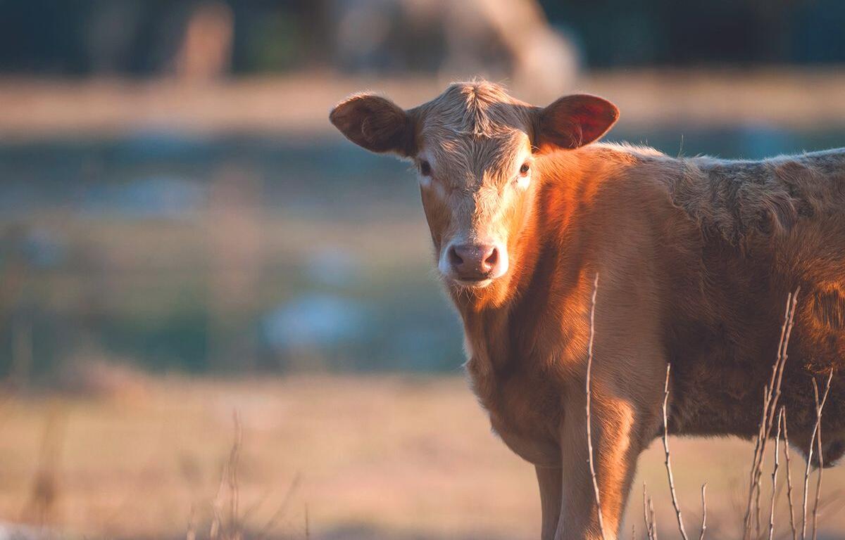 Brown cow standing in a sunlit field, facing the camera with a calm expression, during golden hour