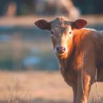 Brown cow standing in a sunlit field, facing the camera with a calm expression, during golden hour