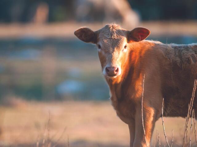 Brown cow standing in a sunlit field, facing the camera with a calm expression, during golden hour