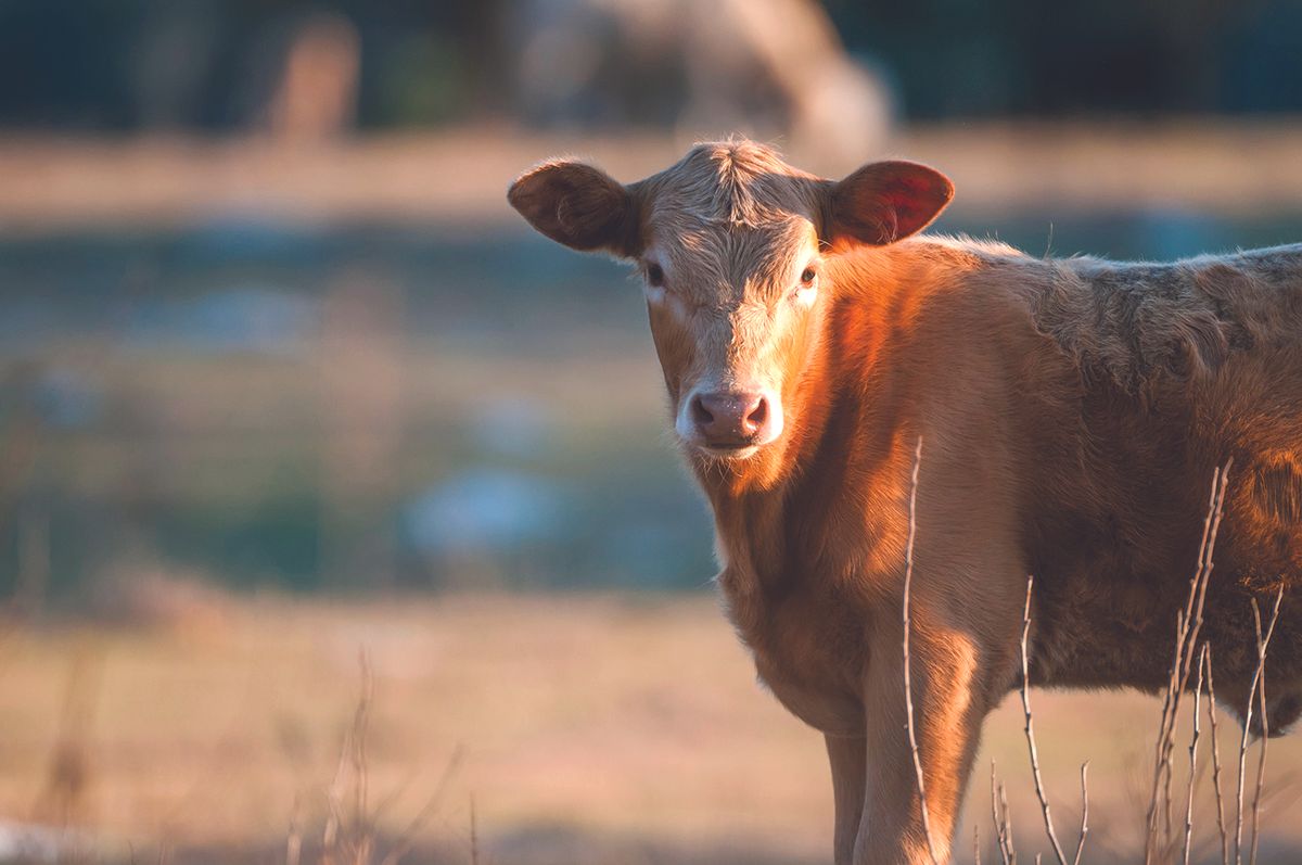 Brown cow standing in a sunlit field, facing the camera with a calm expression, during golden hour