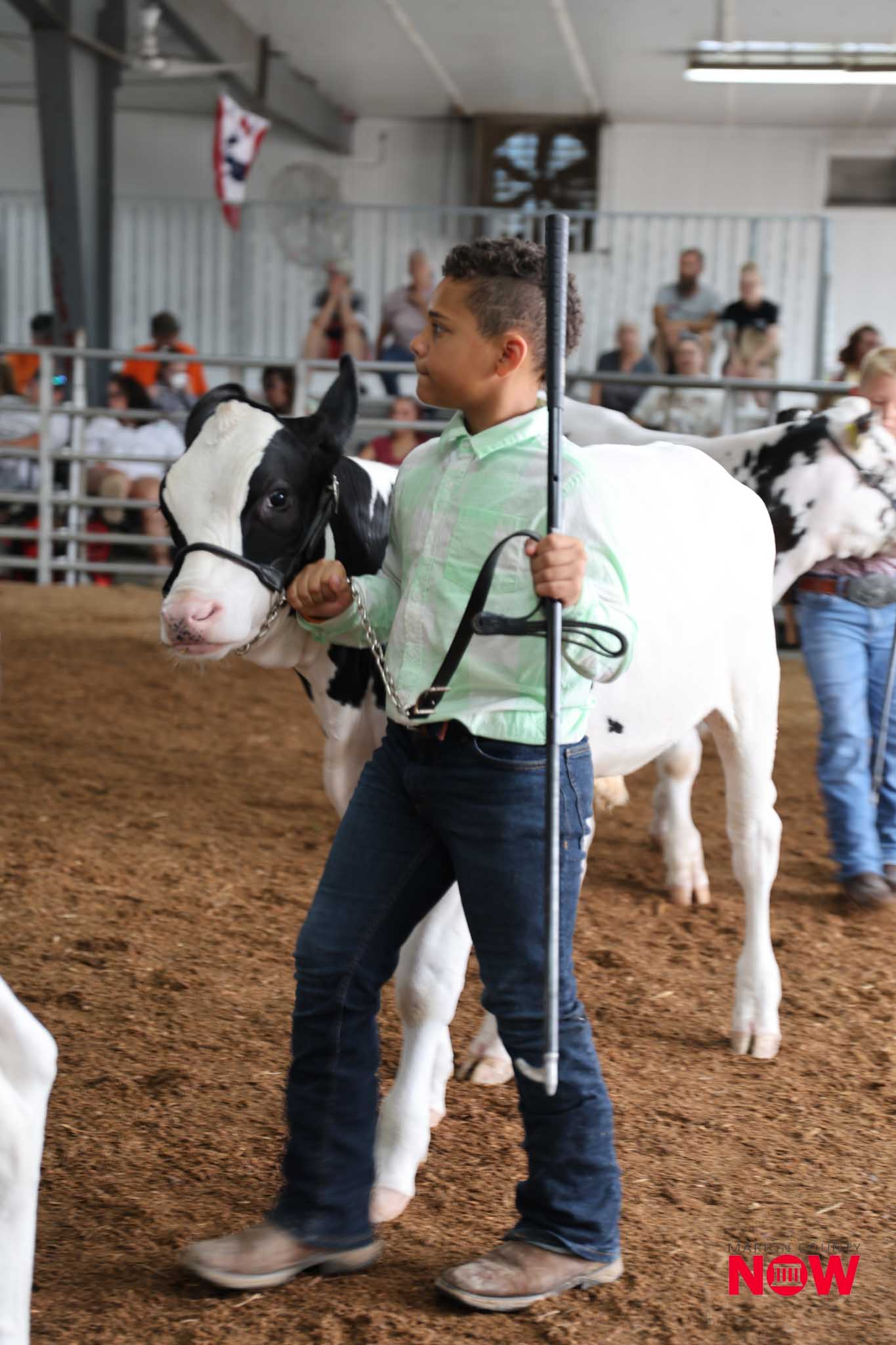 Boy guiding a black-and-white cow at a livestock show, holding a lead rope and show stick in a dusty arena with spectators in the background