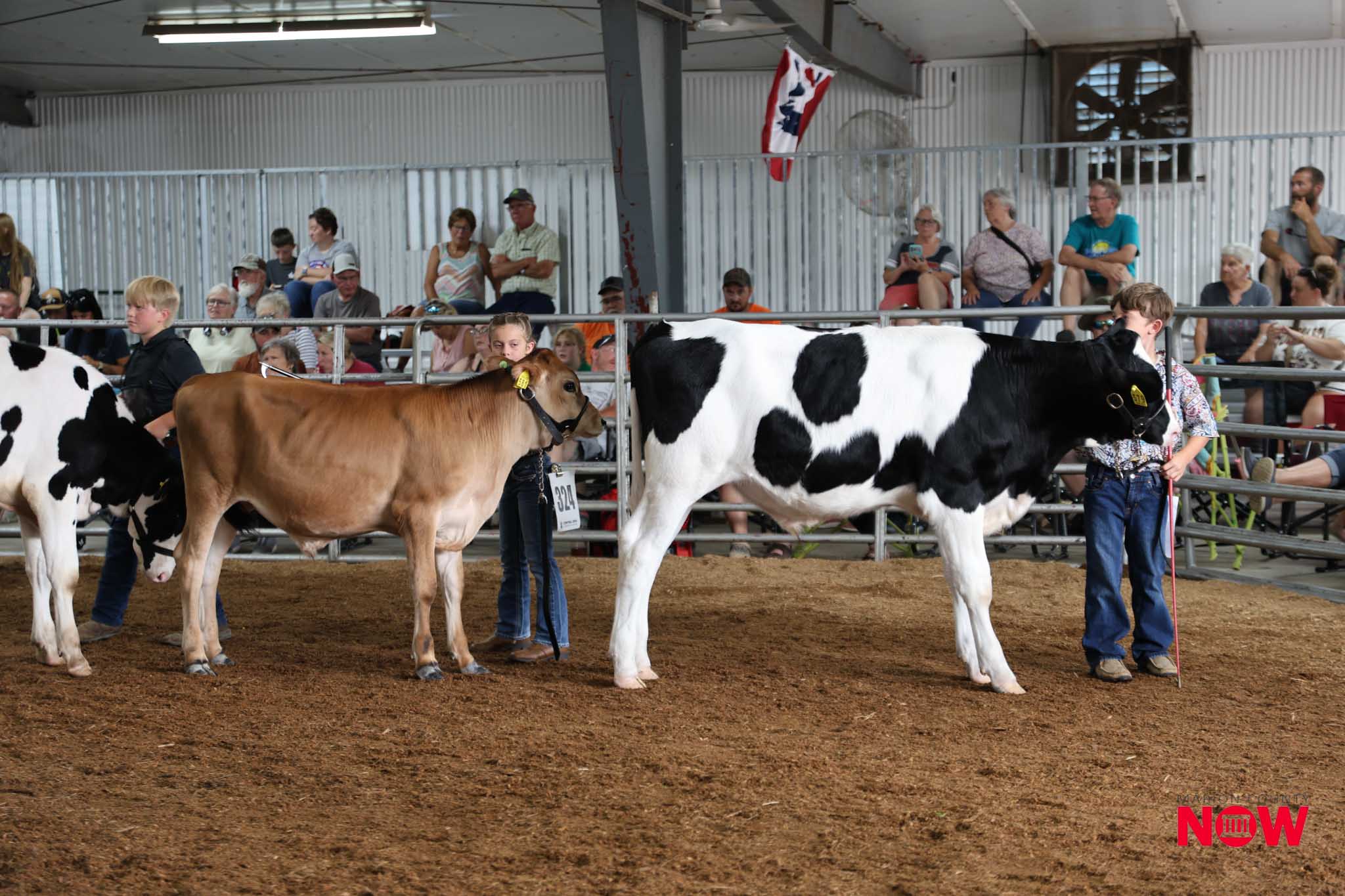 Cattle show inside a arenas with people standing and sitting in the bleachers behind a row of pens holding brown and black-and-white cows.
