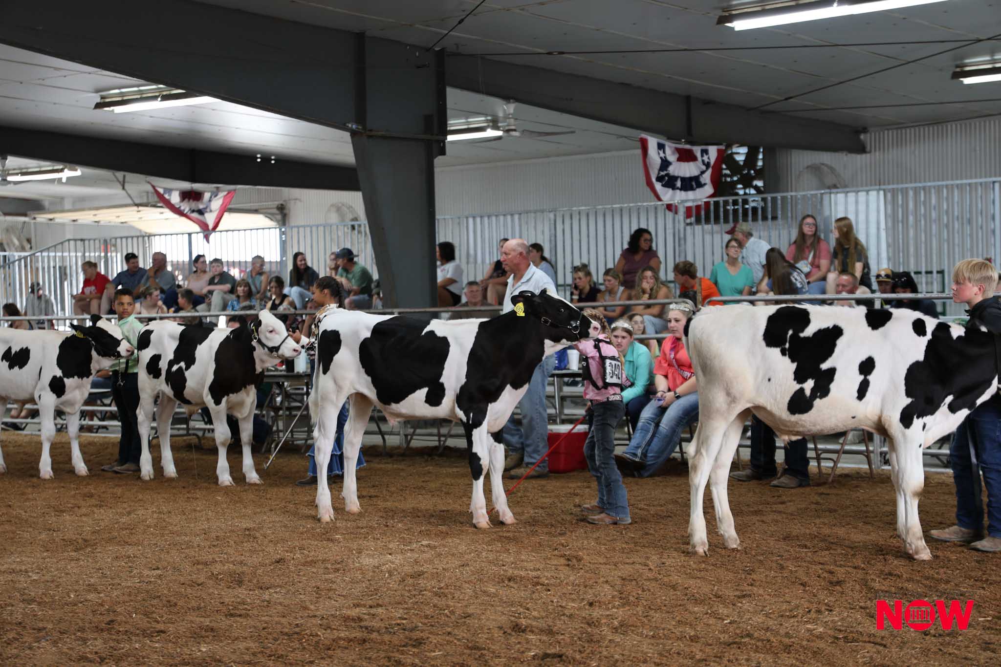 Inside a livestock show ring with black-and-white dairy cows tied to stalls, and a crowd of spectators seated in bleachers behind a metal railing under overhead lights and patriotic banners.