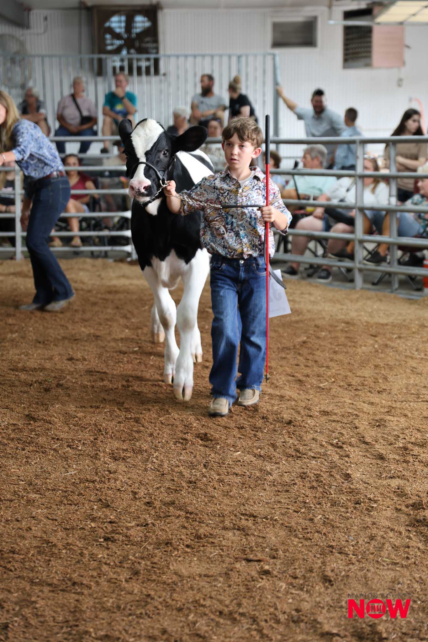 Boy leads a black-and-white calf in a show ring as spectators watch from bleachers.