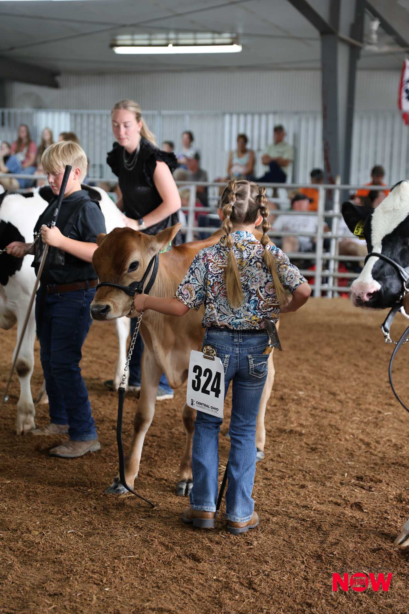 Children in a livestock show leading calves in an indoor arena; girl with braided hair wearing a patterned shirt holds a calf, boy to left with a rod, crowd in background; event number 324 visible on the calf’s rider.
