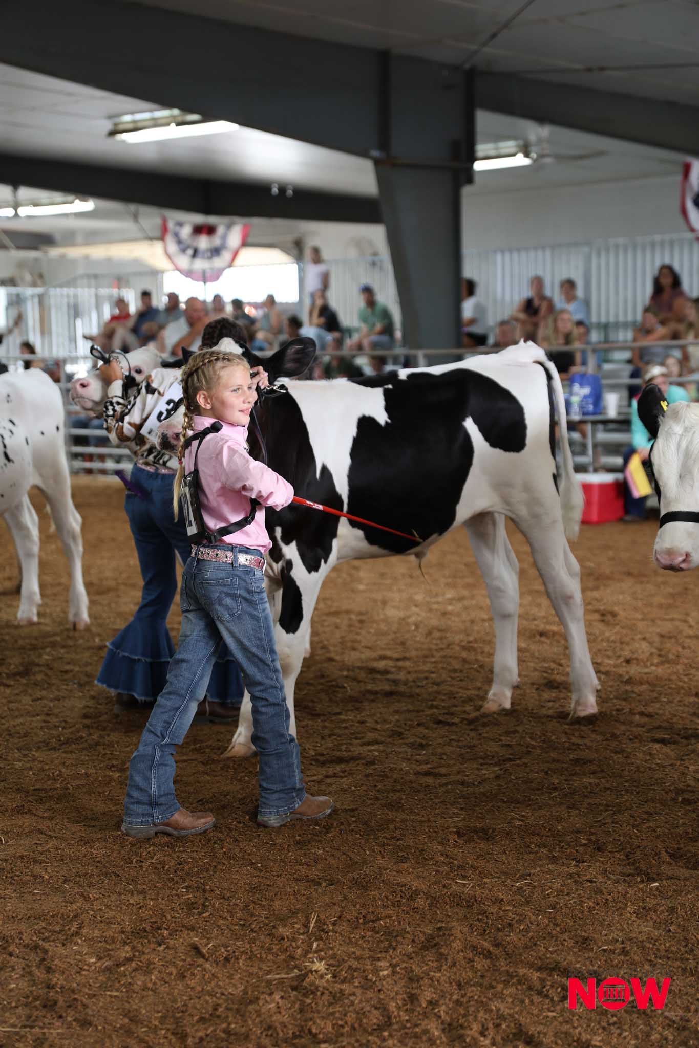 Young girl in a pink shirt leads a black-and-white Holstein cow with a red show ribbon in an indoor cattle arena, spectators watching in the background.