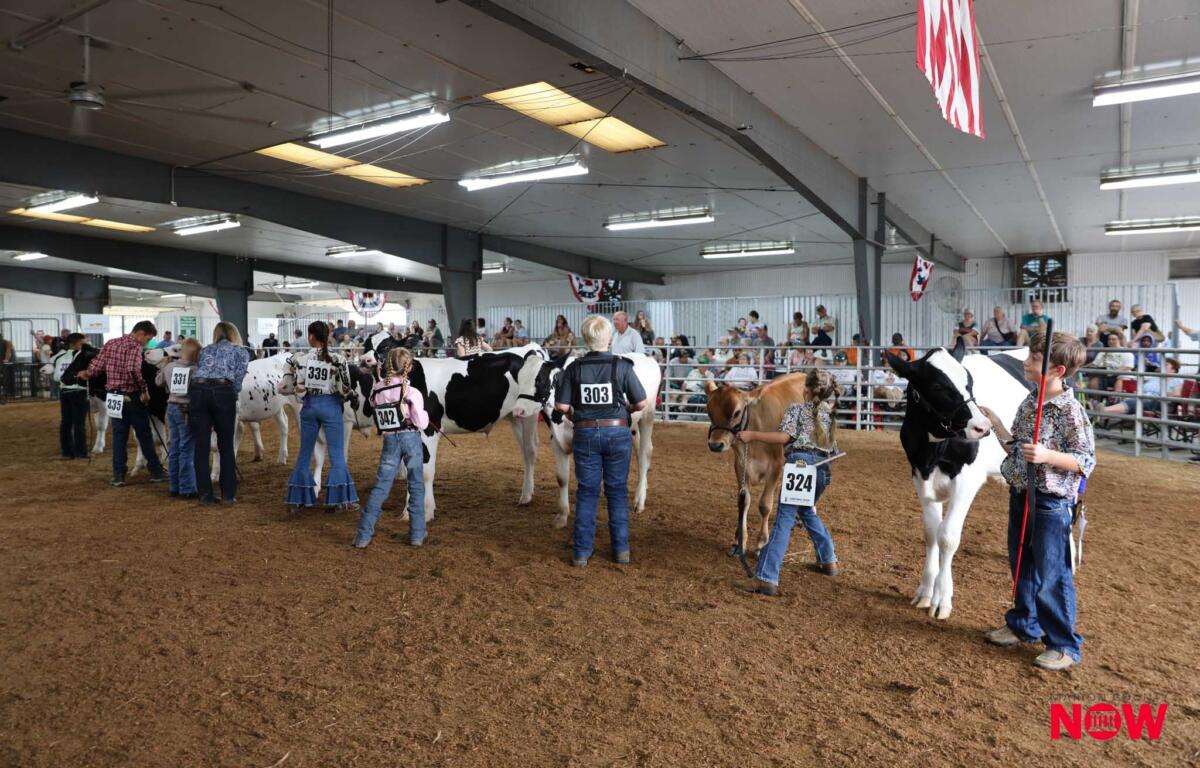 Indoor cattle show arena with handlers leading cows wearing numbered bibs, spectators along the rails, banners hanging from the ceiling.