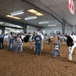Indoor cattle show arena with handlers leading cows wearing numbered bibs, spectators along the rails, banners hanging from the ceiling.