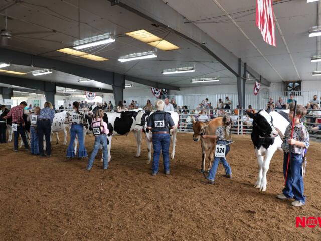 Indoor cattle show arena with handlers leading cows wearing numbered bibs, spectators along the rails, banners hanging from the ceiling.