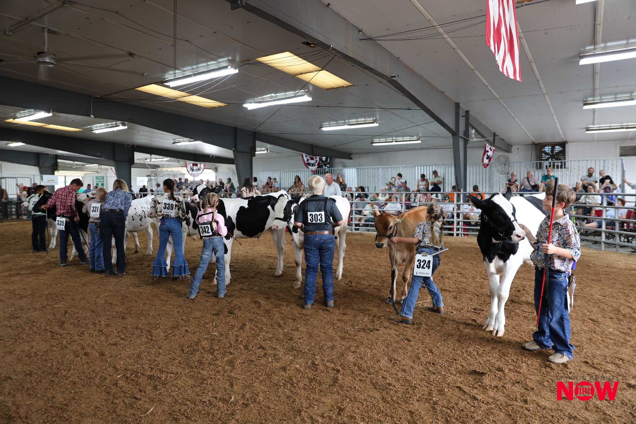Indoor cattle show arena with handlers leading cows wearing numbered bibs, spectators along the rails, banners hanging from the ceiling.