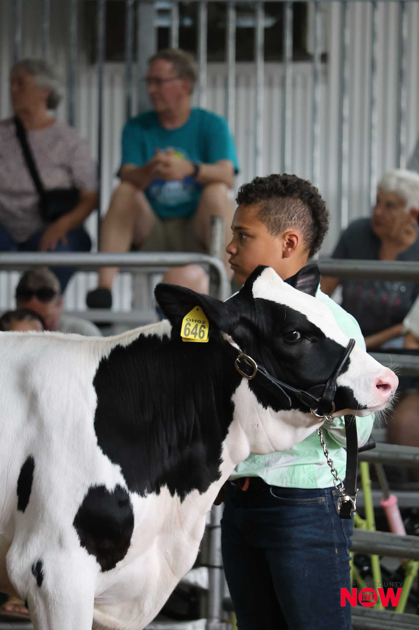 Black-and-white cow with yellow ear tag 646 being led by a person, spectators in a bleacher-style background at a livestock show.