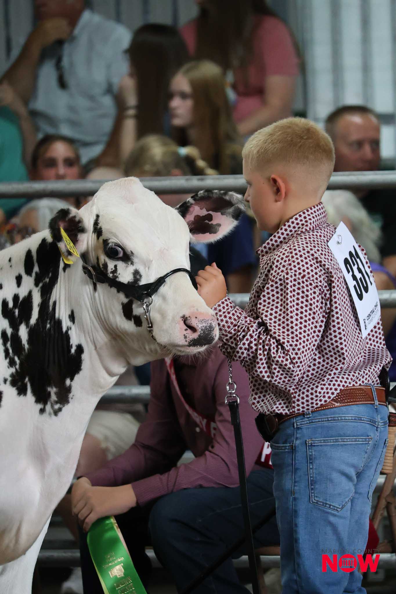 Boy in a red patterned shirt pets a white Holstein cow at a livestock show, wearing a competition number on his back while spectators watch in the stands.