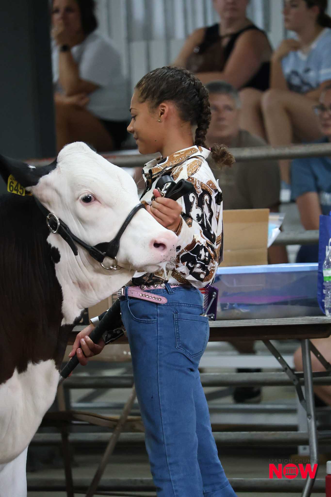 Girl with braided hair guiding a white cow at an indoor show, crowd watching in the background