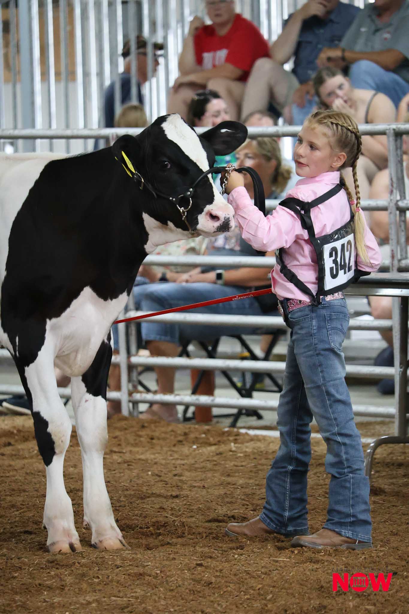 Girl with braided hair in a pink shirt leads a black-and-white calf at a cattle show, spectators in the stands behind them.