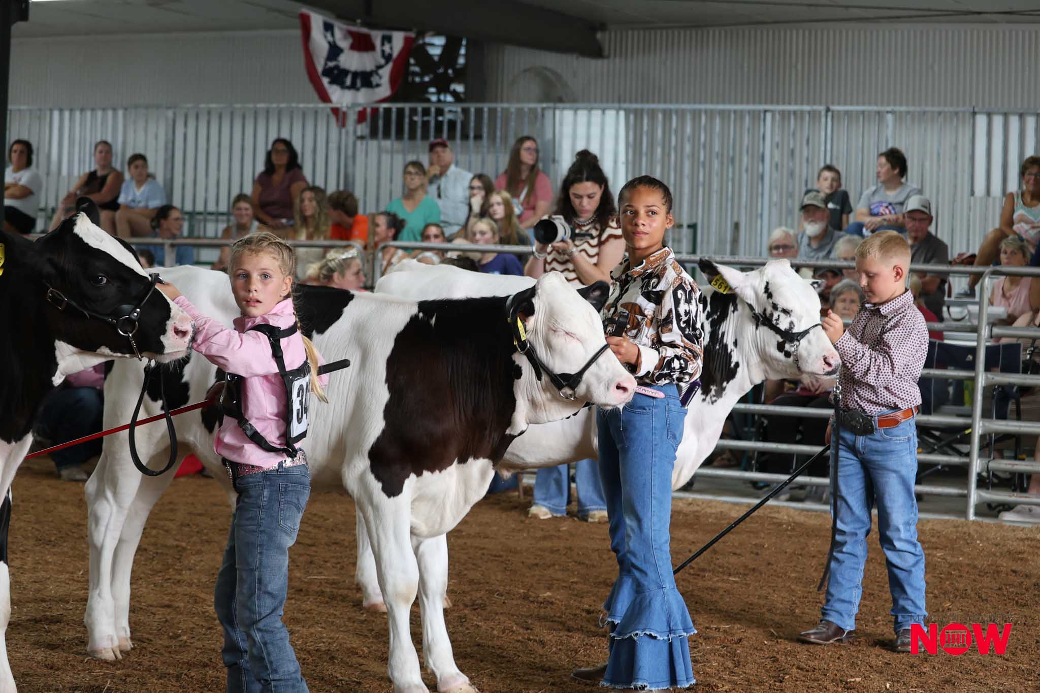 Young girl in pink guides a black-and-white cow at a cattle show, with spectators in bleachers behind.
