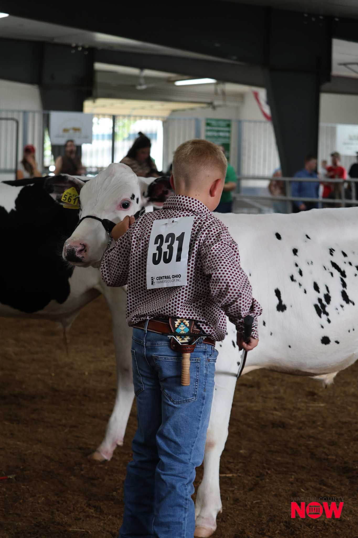 A young boy in a patterned shirt with a number tag 331, standing beside a white cow with black spots at a livestock show.