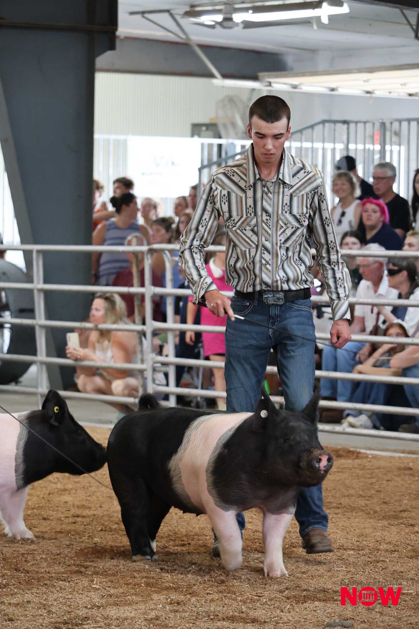 Man in a patterned shirt leads two black-and-white pigs in an indoor arena as a crowd watches from behind a railing.