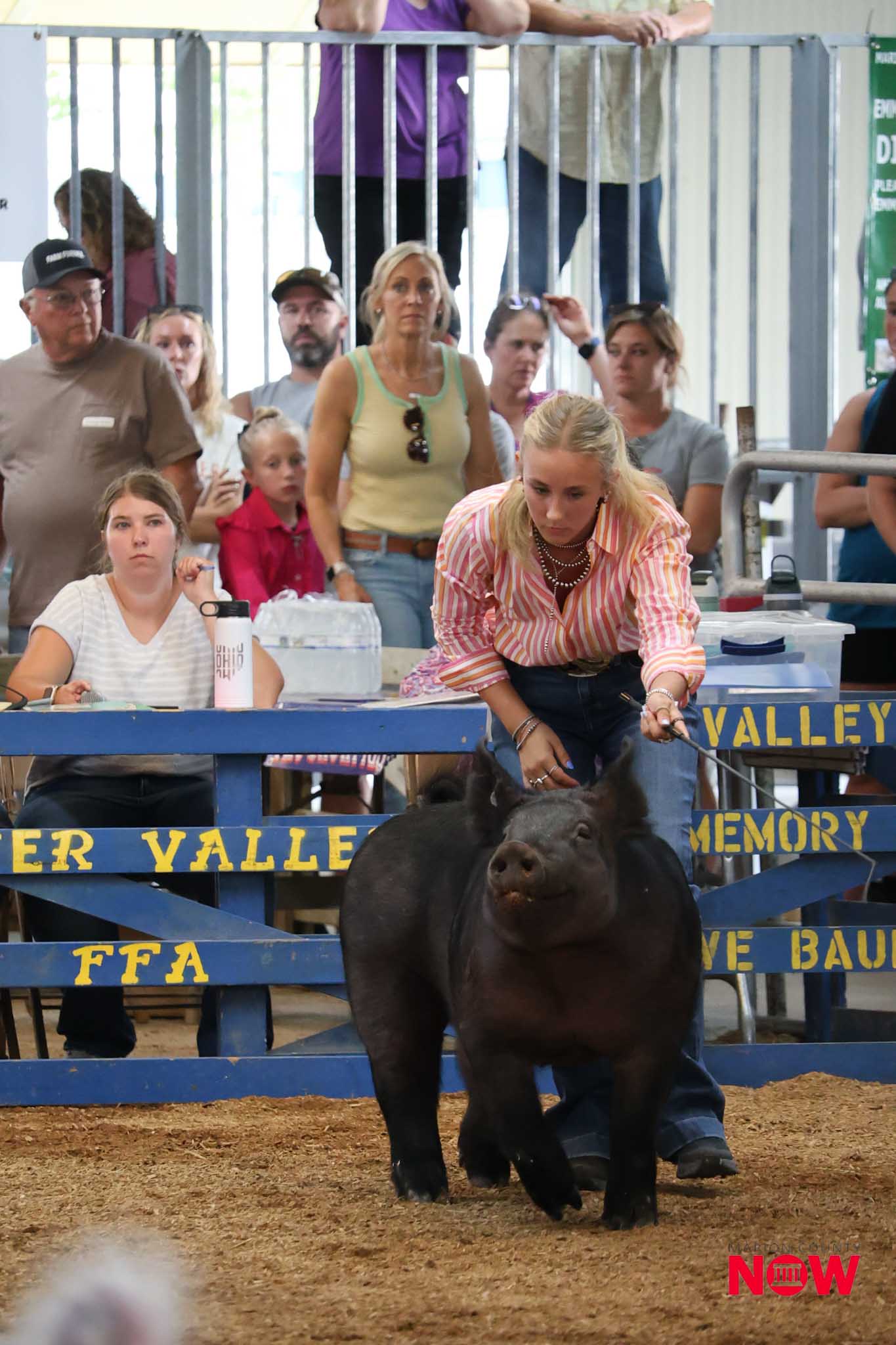 Black bull charging in a rodeo ring as a woman in a striped pink shirt reaches toward it; spectators watch from behind blue railings.