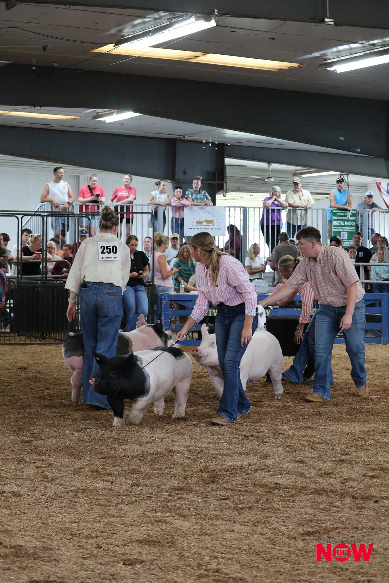 Indoor livestock show at a county fair: handlers guide several pigs in a pen while spectators line the railing above and watch.