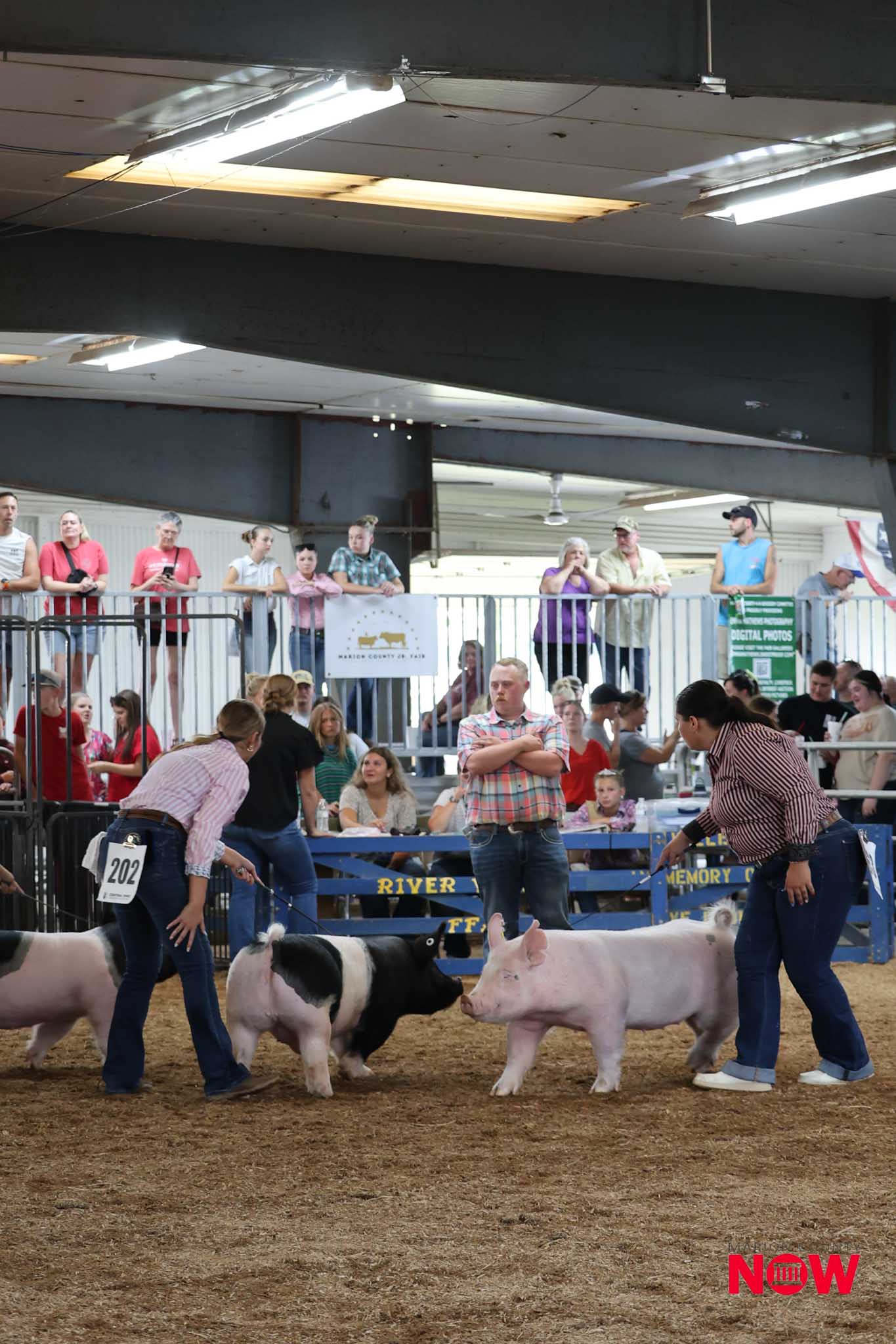 Indoor livestock show arena with handlers guiding two pigs while spectators watch from a railing, banners in the background.