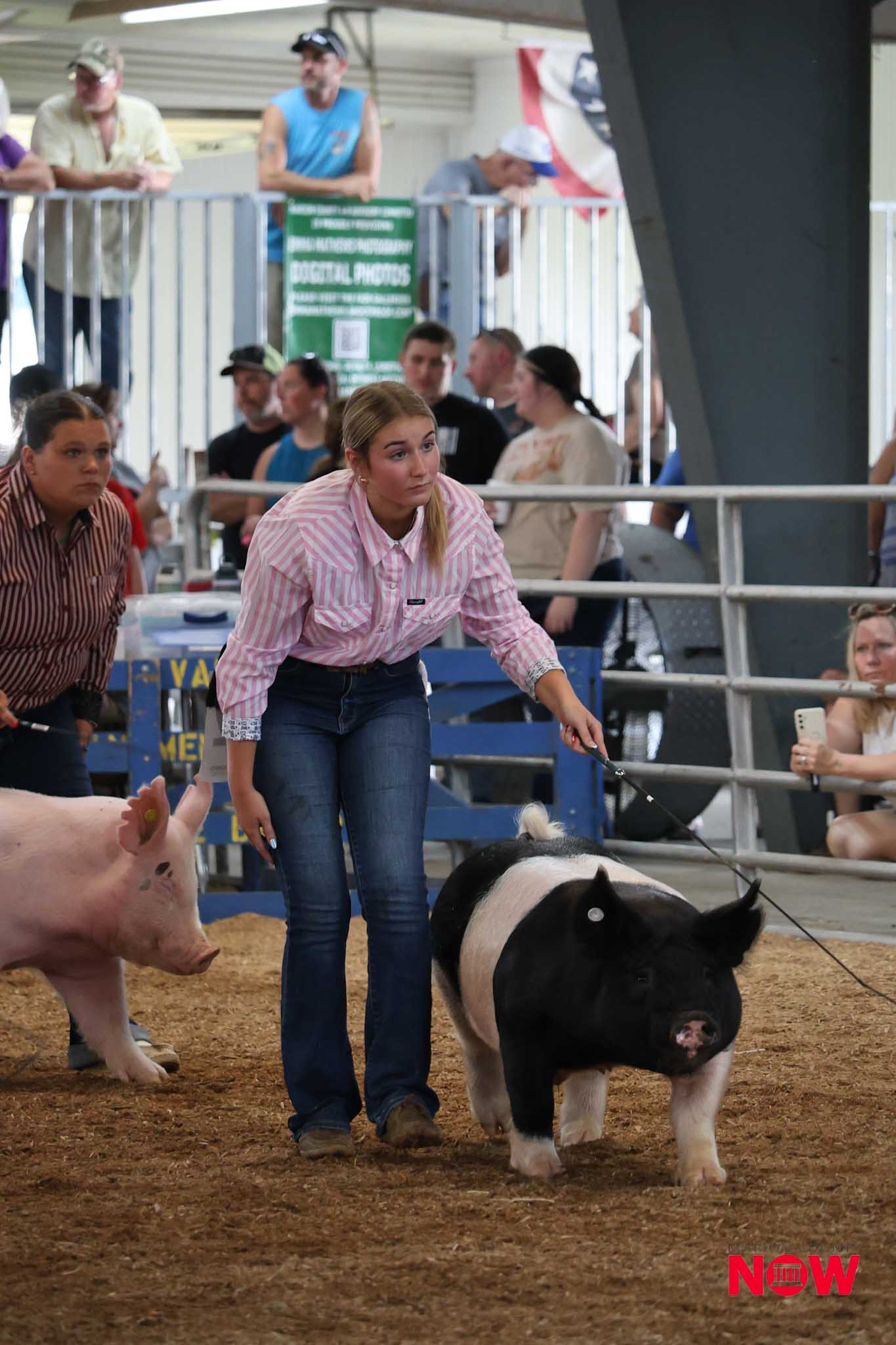 Young woman in a pink striped shirt guiding a black-and-white pig in a livestock show ring, with spectators and banners in the background.
