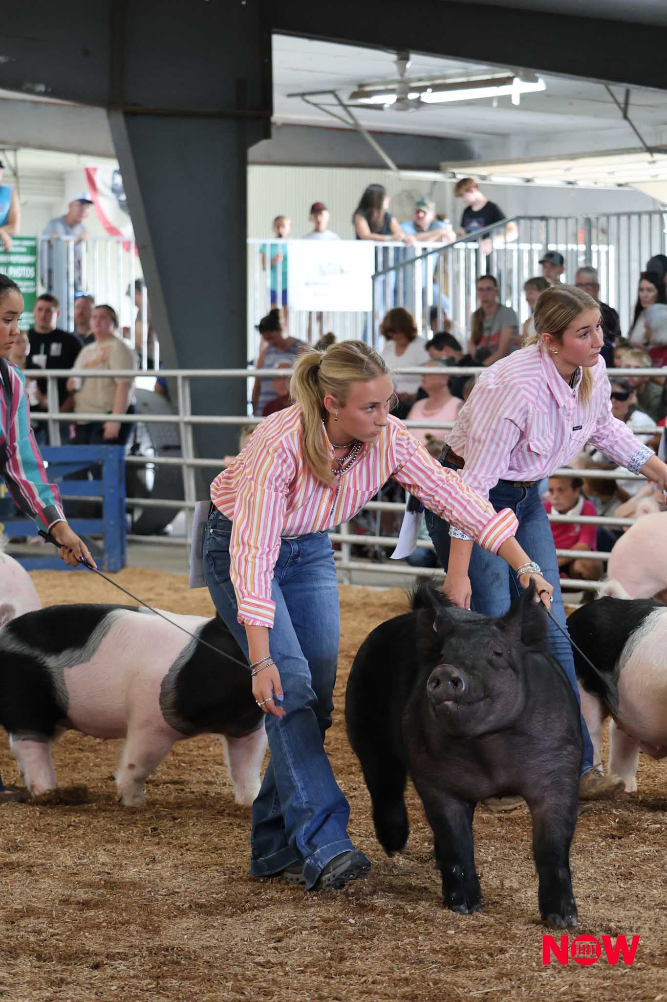 Two women in striped shirts guide black-and-white cows inside a crowded indoor arena with onlookers in the background.