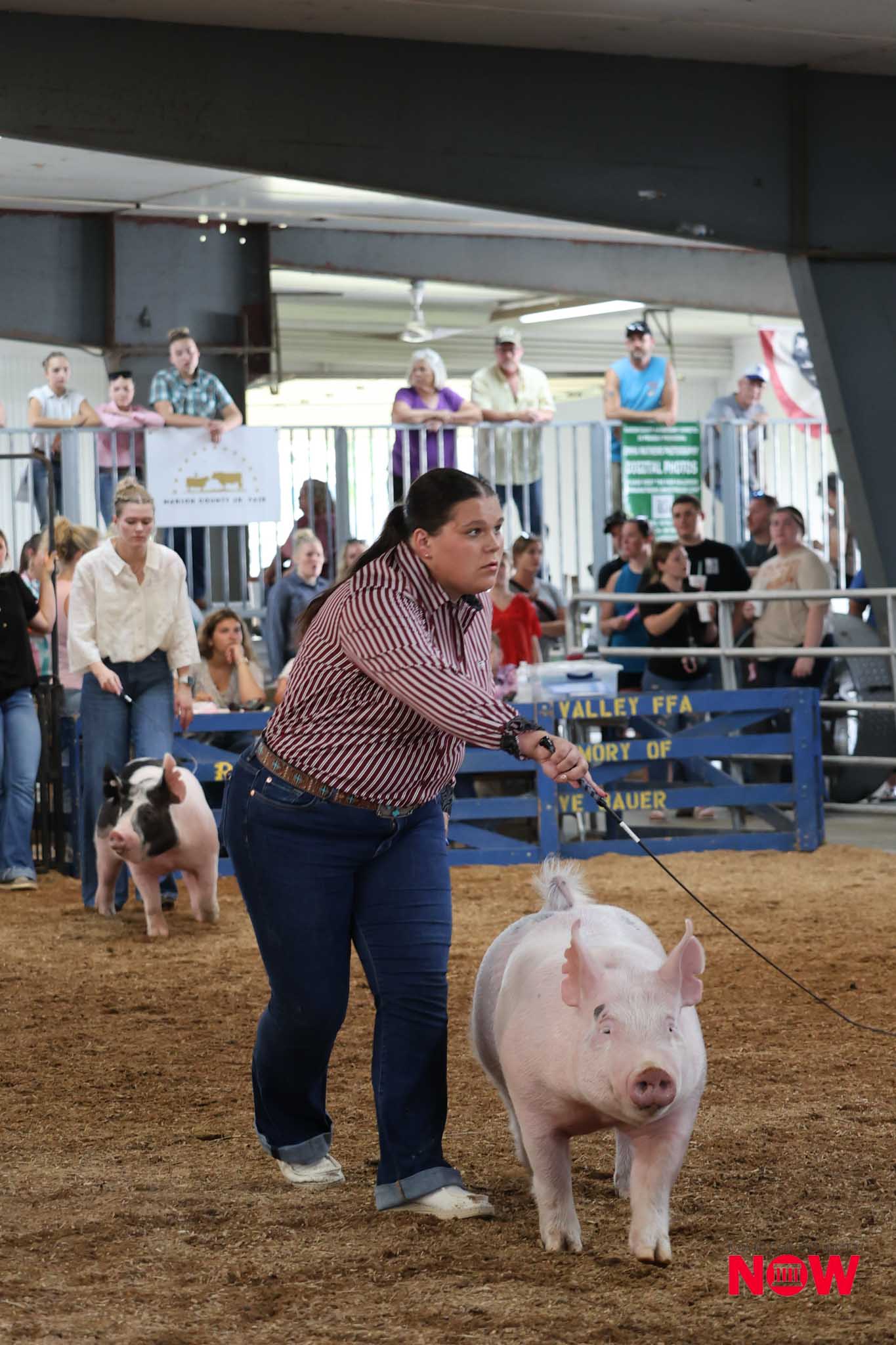 Woman in a red-striped shirt leads a white pig around a pen at a livestock show, with spectators behind a railing.