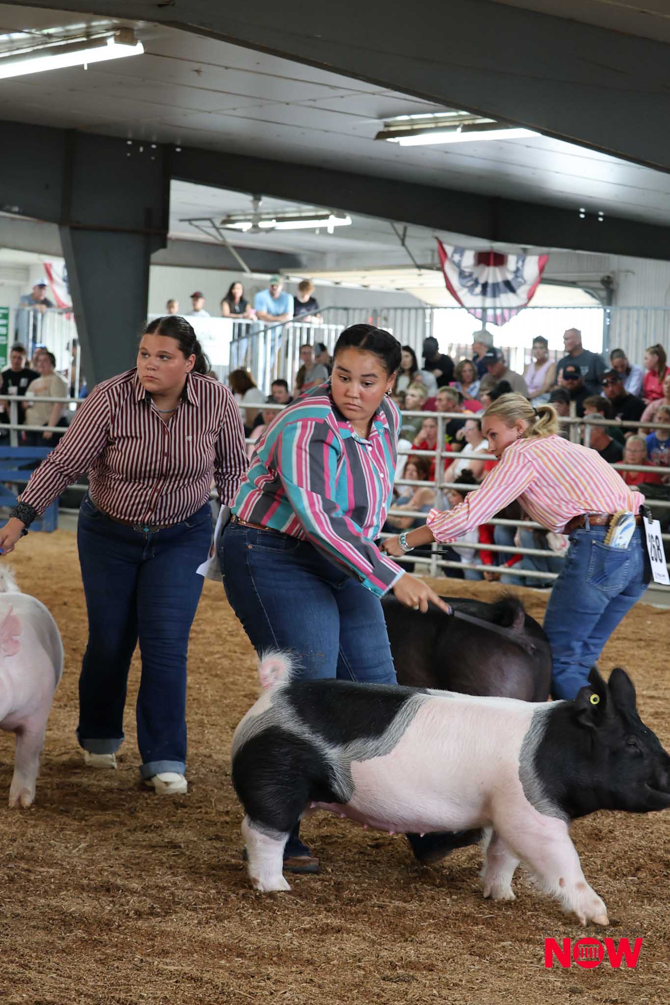Women in striped shirts guide pigs in a crowded indoor livestock arena, with spectators behind railings and patriotic bunting visible in the background.