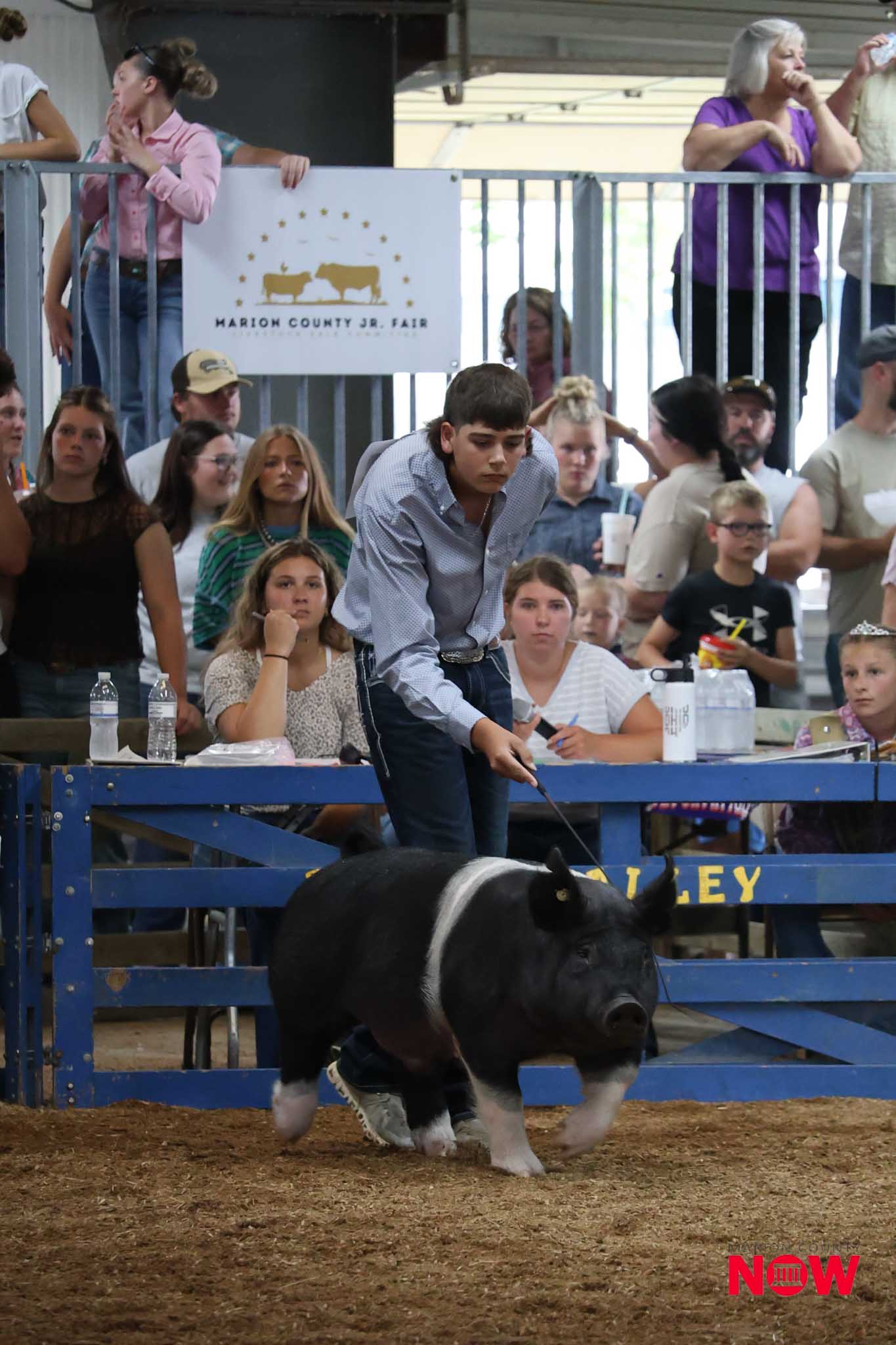 Young boy in a light blue shirt guides a black-and-white bull in a rodeo arena while spectators watch from behind a railing at a county fair signage area in the background.