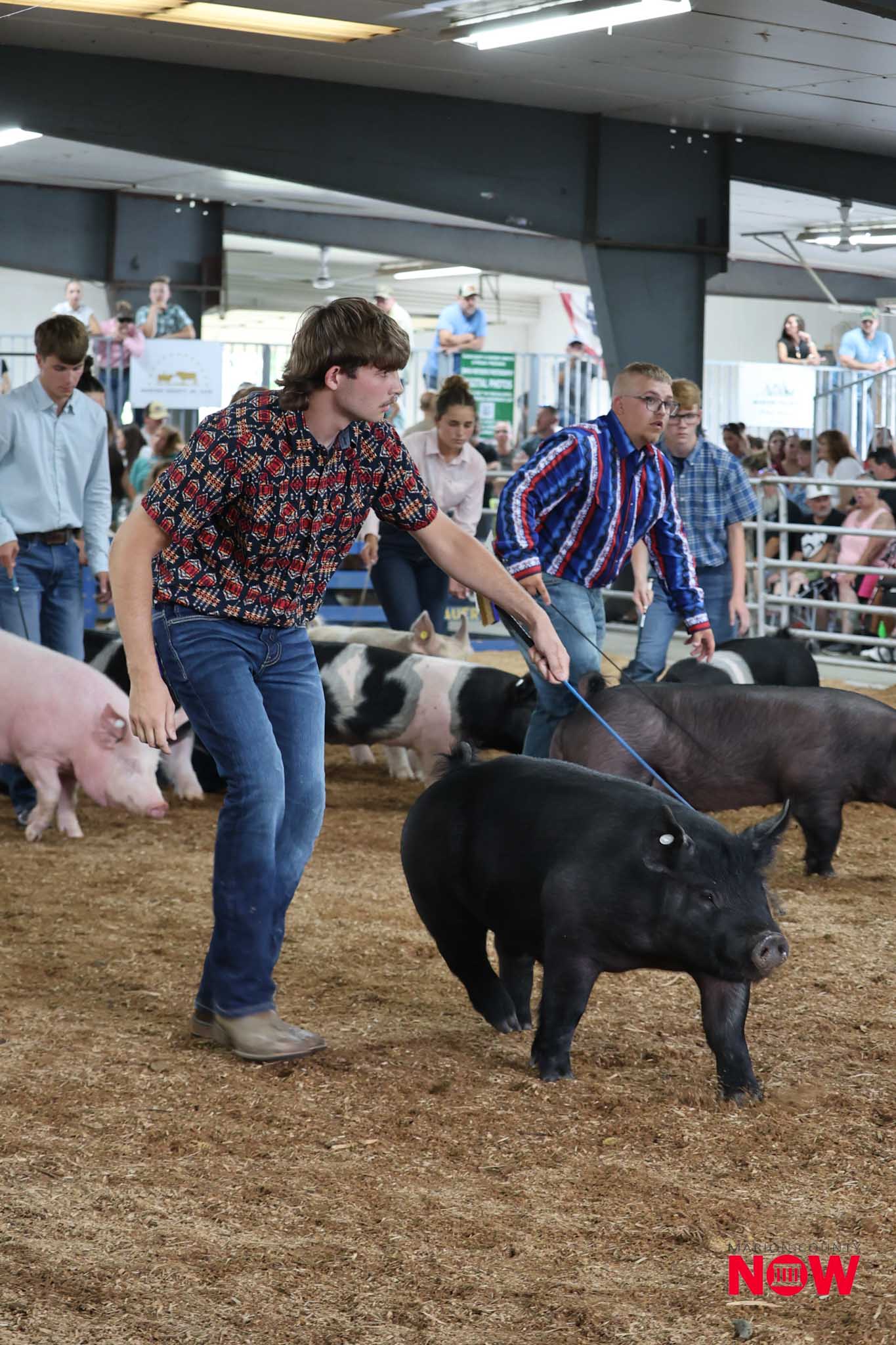 Young man in a patterned shirt guides a black pig with a rope in an indoor livestock arena, with other handlers and a crowd watching from the stands in the background.