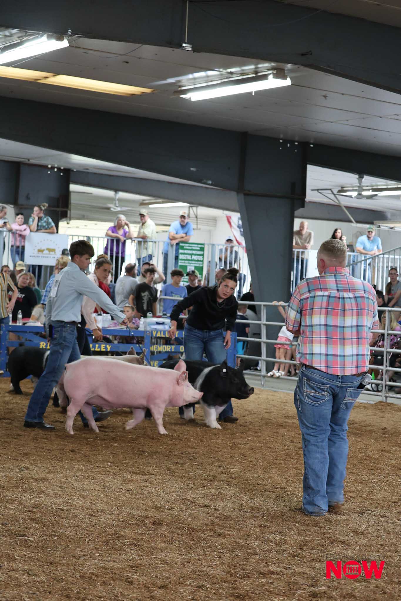 Indoor livestock show scene with a pink pig and a black-and-white cow in a pen as spectators watch from behind a railing.