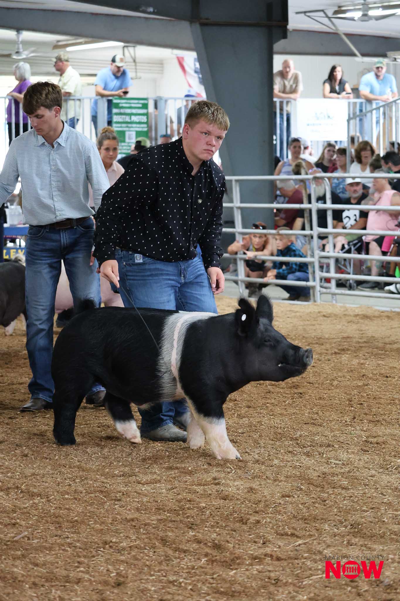 Two men guide a large black-and-white pig in an indoor livestock show arena, with spectators watching from behind the rails.