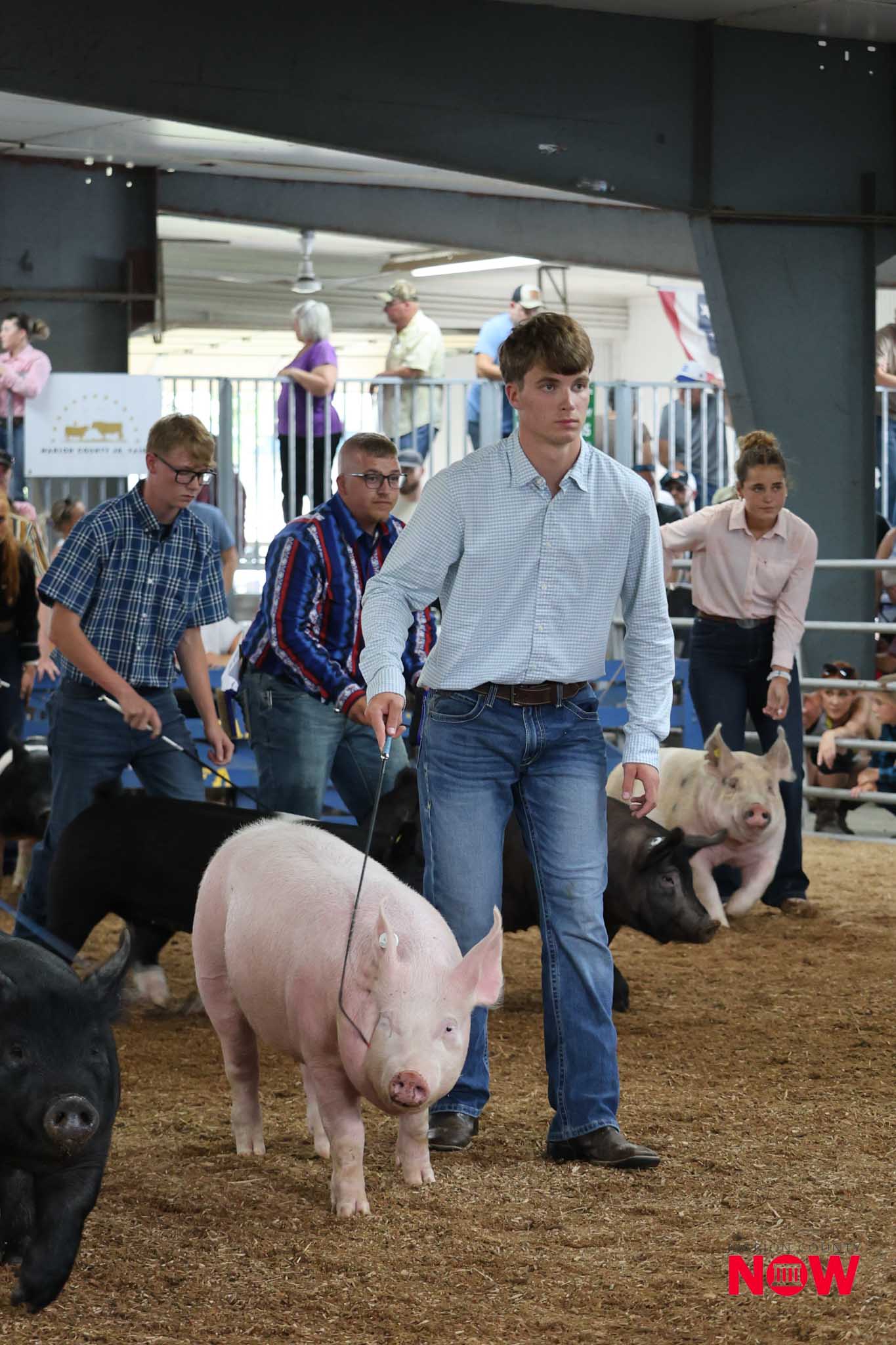 Young man in a light checkered shirt guides a pink pig in an indoor pig show, with onlookers in the background.