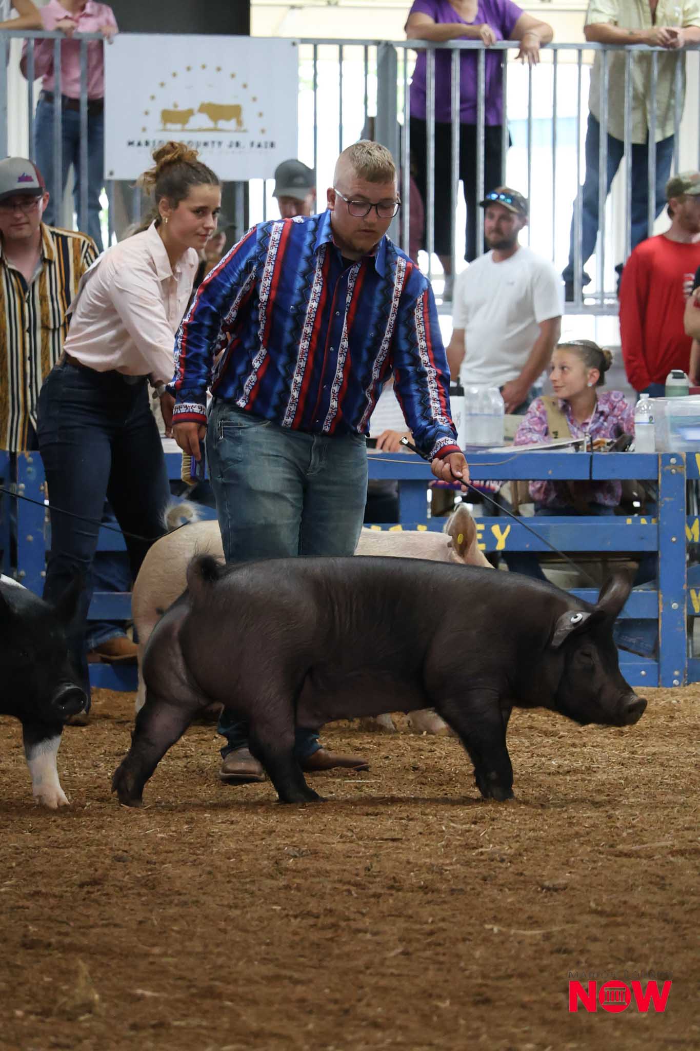 Man in a blue striped shirt guiding a black pig inside a show ring, with spectators and a judge bench in the background.