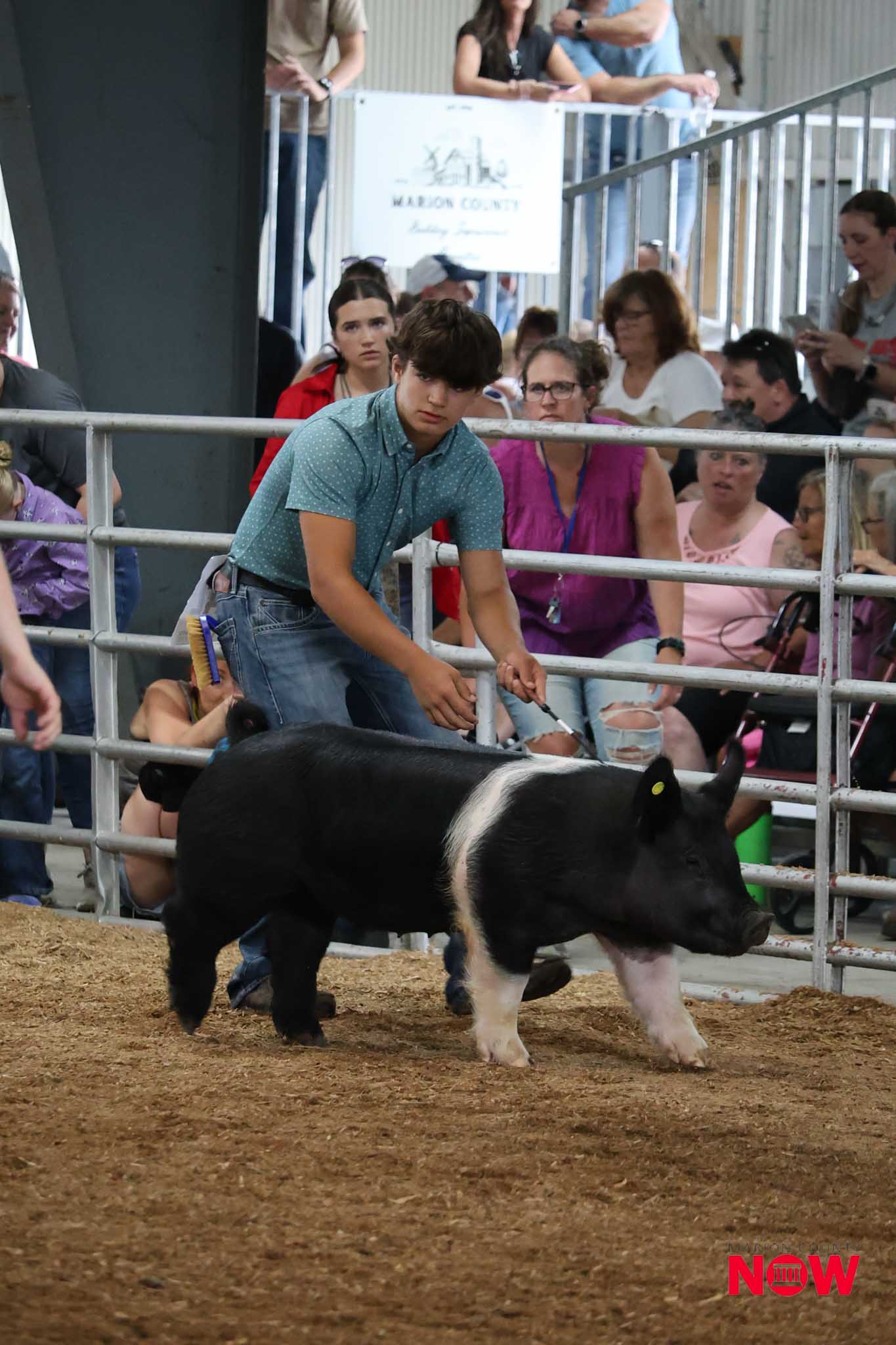 Young man herding a black-and-white pig inside a pen at a livestock event, with a crowd watching behind metal railings.