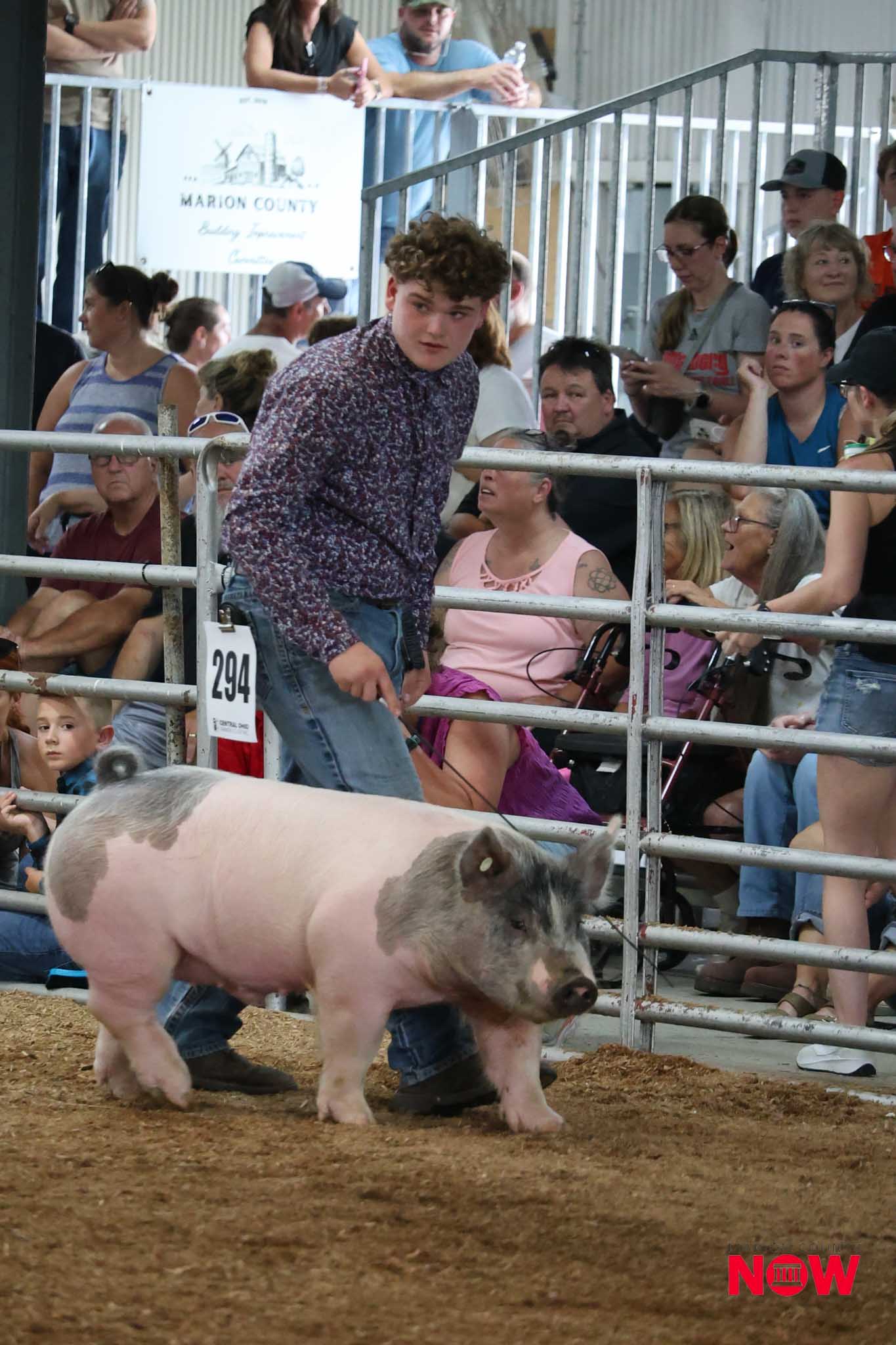 Pig walking in a dirt arena surrounded by metal fencing, as a crowd of spectators watches from the stands behind the railing.