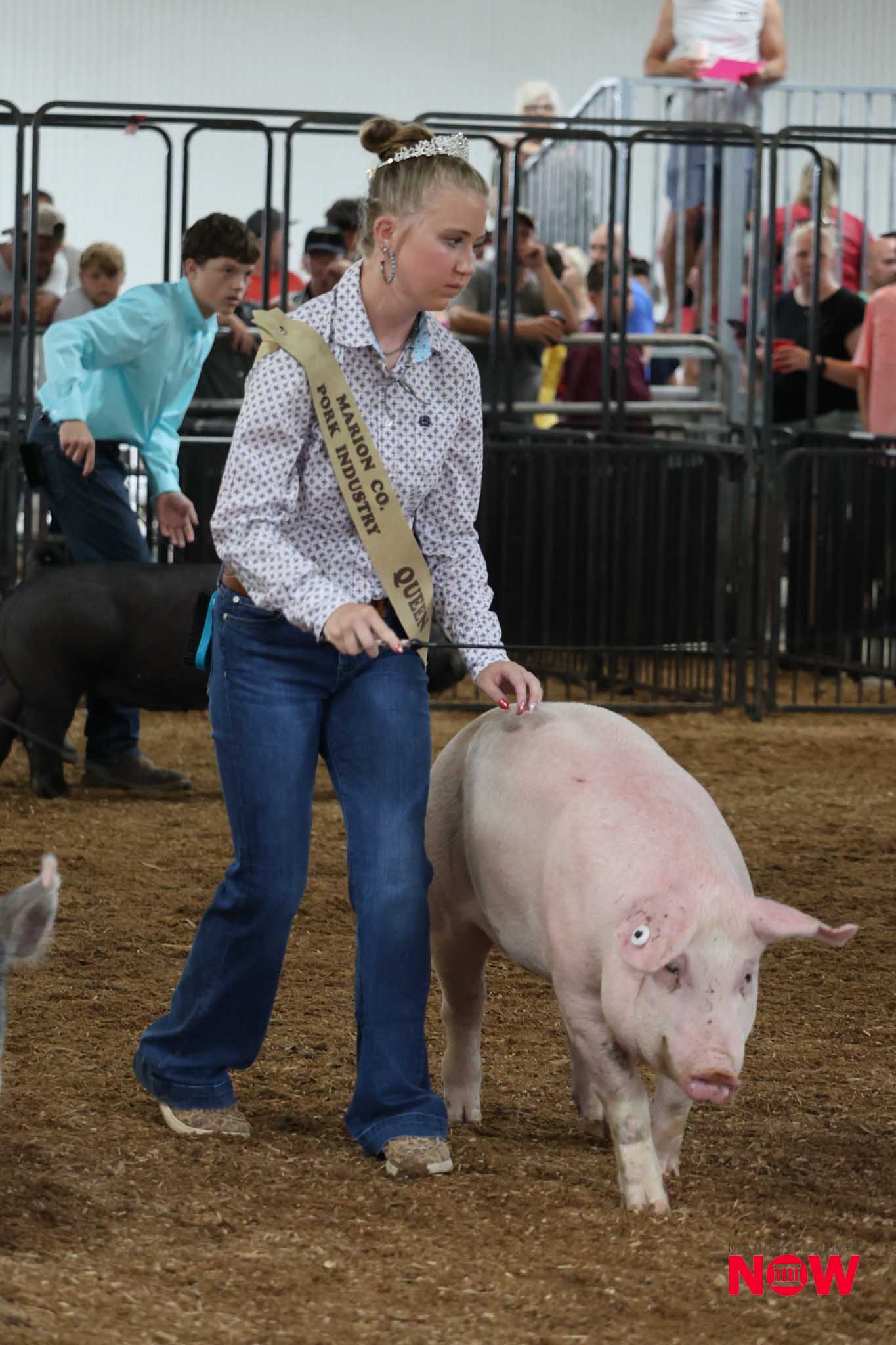 Young woman wearing a sash guides a pig in a livestock show arena, with spectators behind barriers.