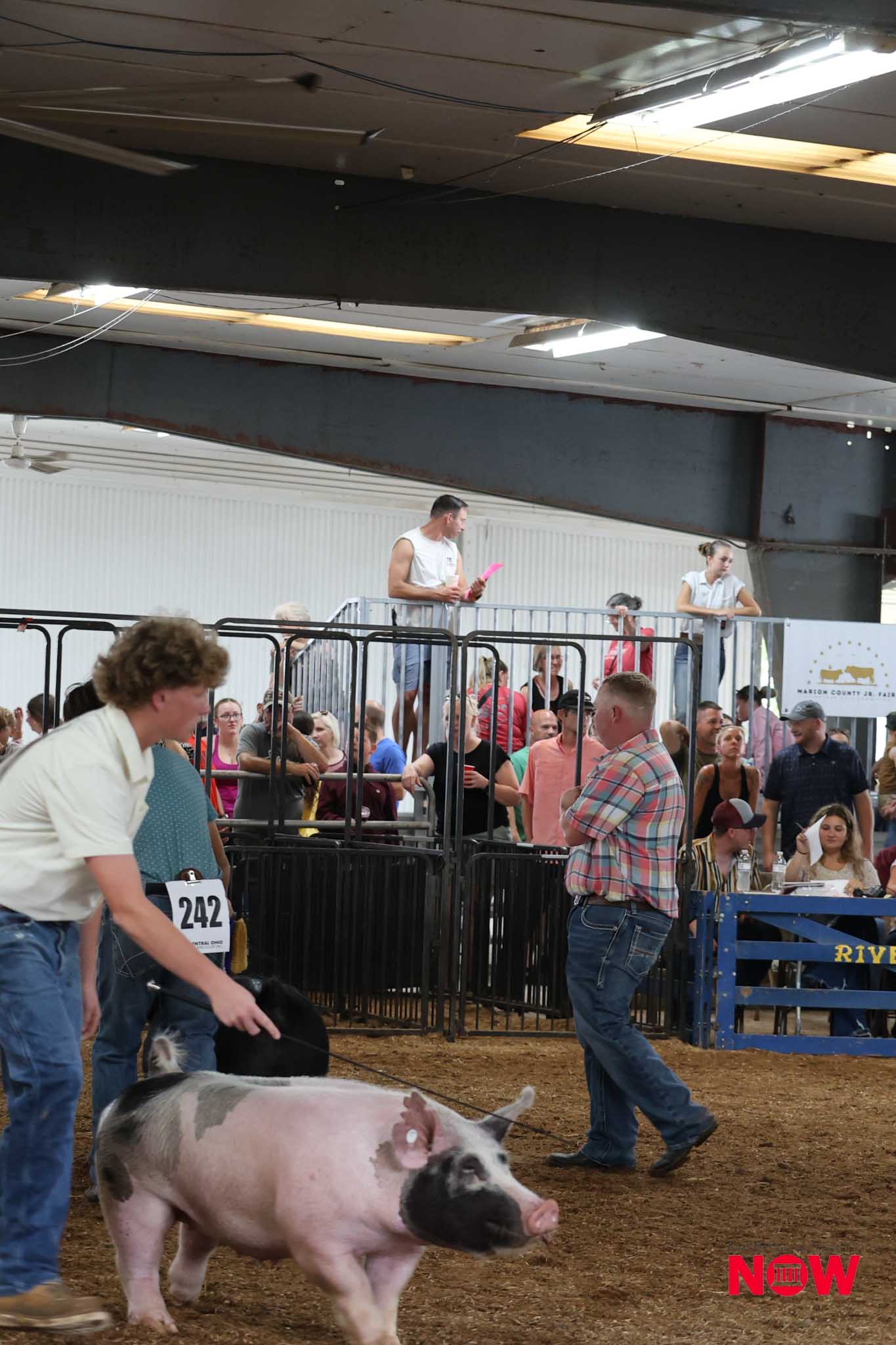 Pig walking in a show ring with spectators and handlers behind metal railings at a livestock event; NOW logo in lower-right corner.