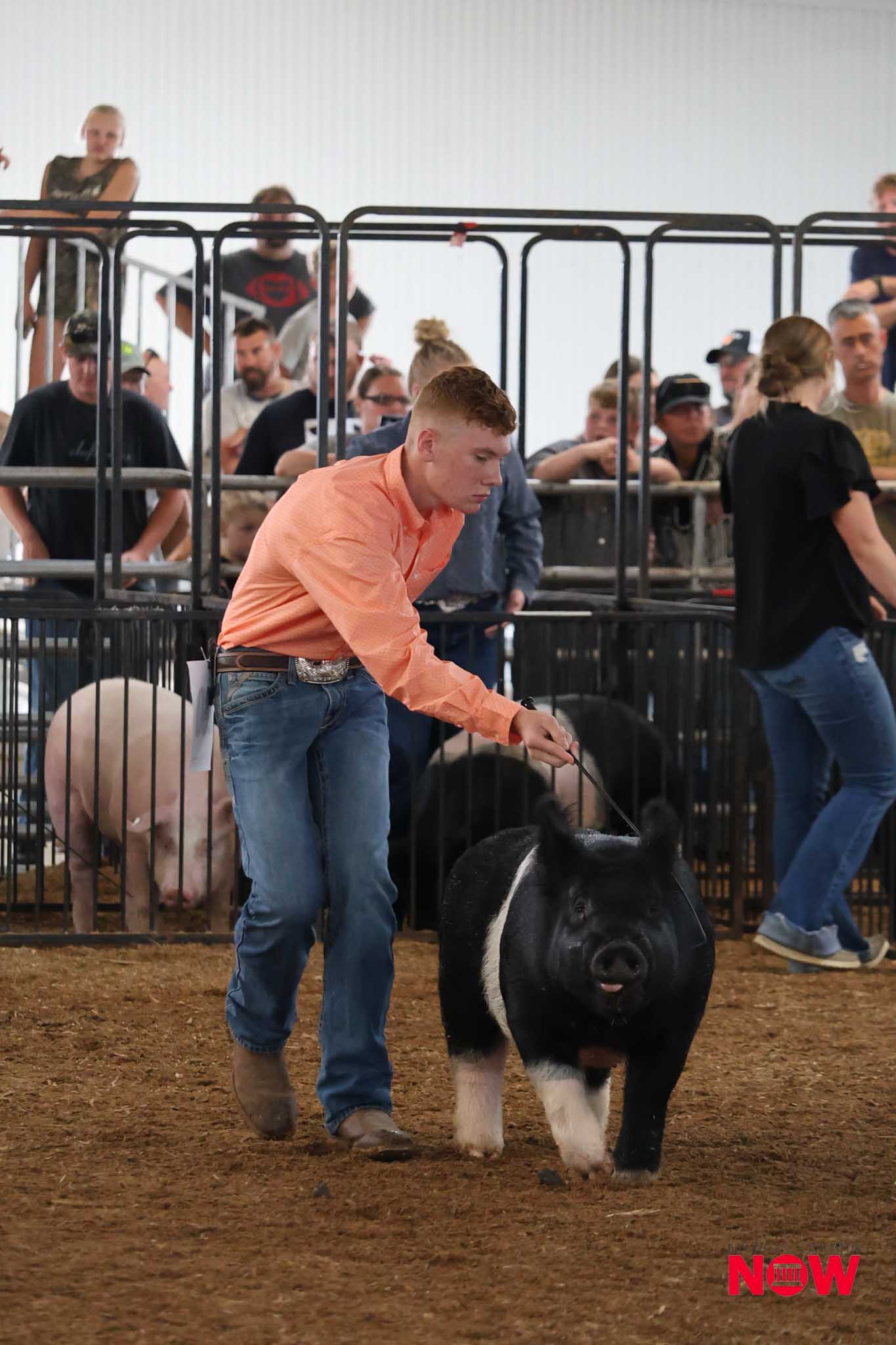 Young man in an orange shirt leads a black and white pig inside a crowded livestock show arena.