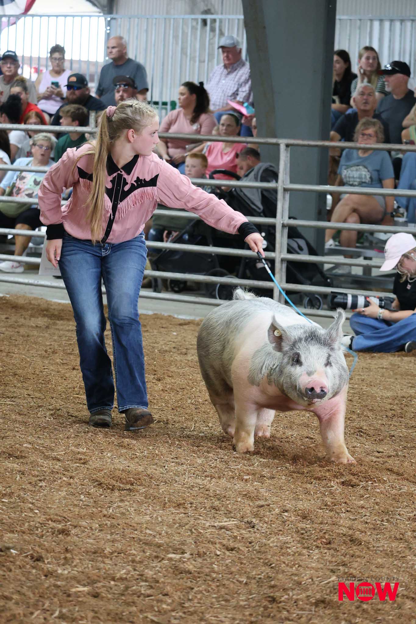 Young girl in a pink shirt leads a pig with a blue leash in a dirt arena, spectators watching from bleachers behind a metal railing