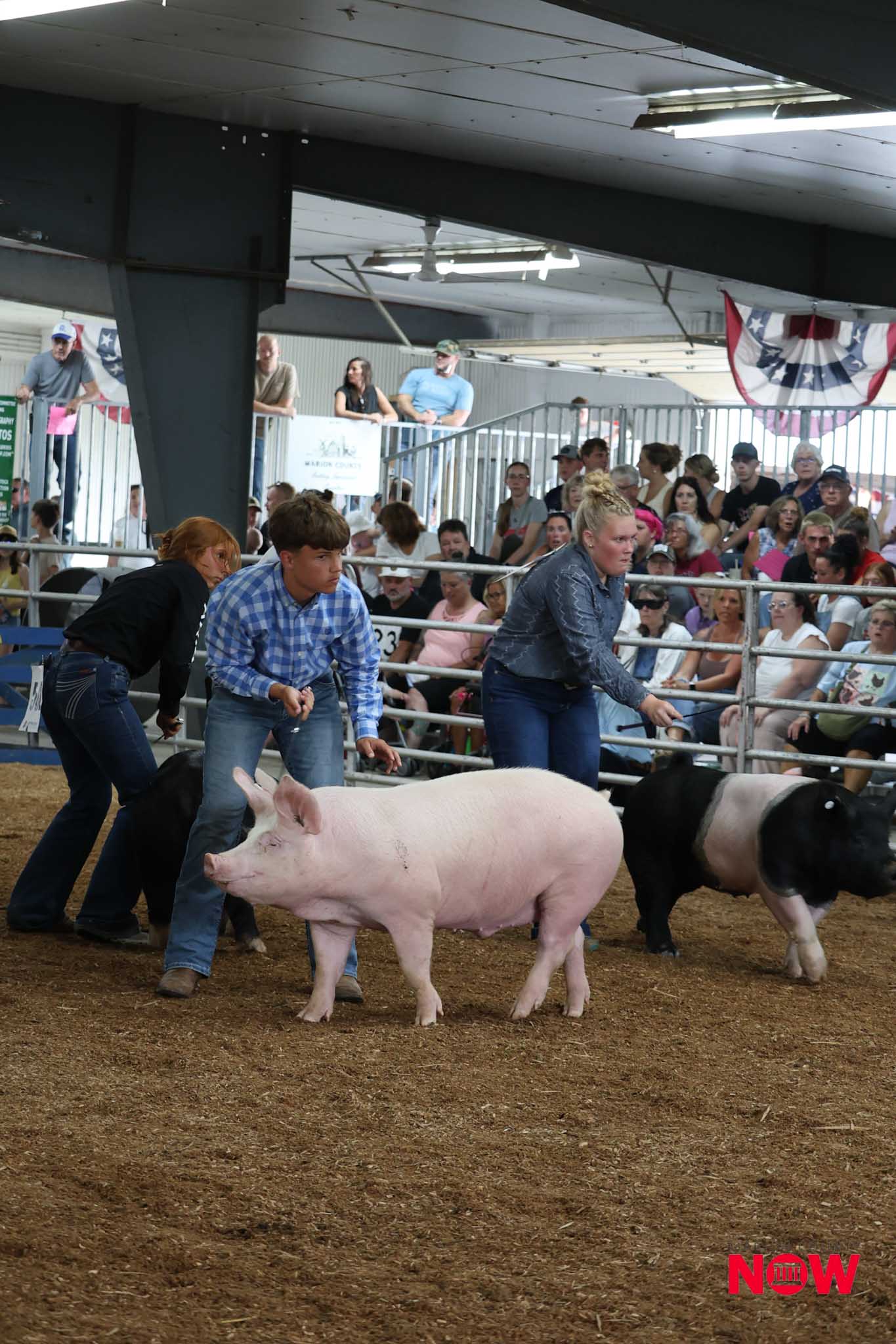 People in a livestock show guide a pink pig and a black pig inside a sandy arena, with a cheering crowd behind a railing and banners overhead.