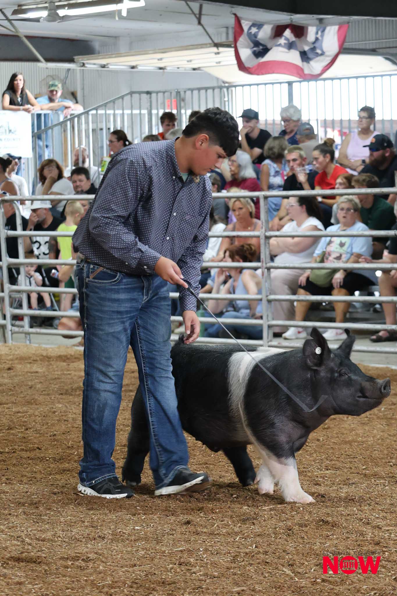 A man in jeans and a patterned shirt leads a black and white pig on a rope in a show ring as a crowd watches from the stands behind a metal railing.