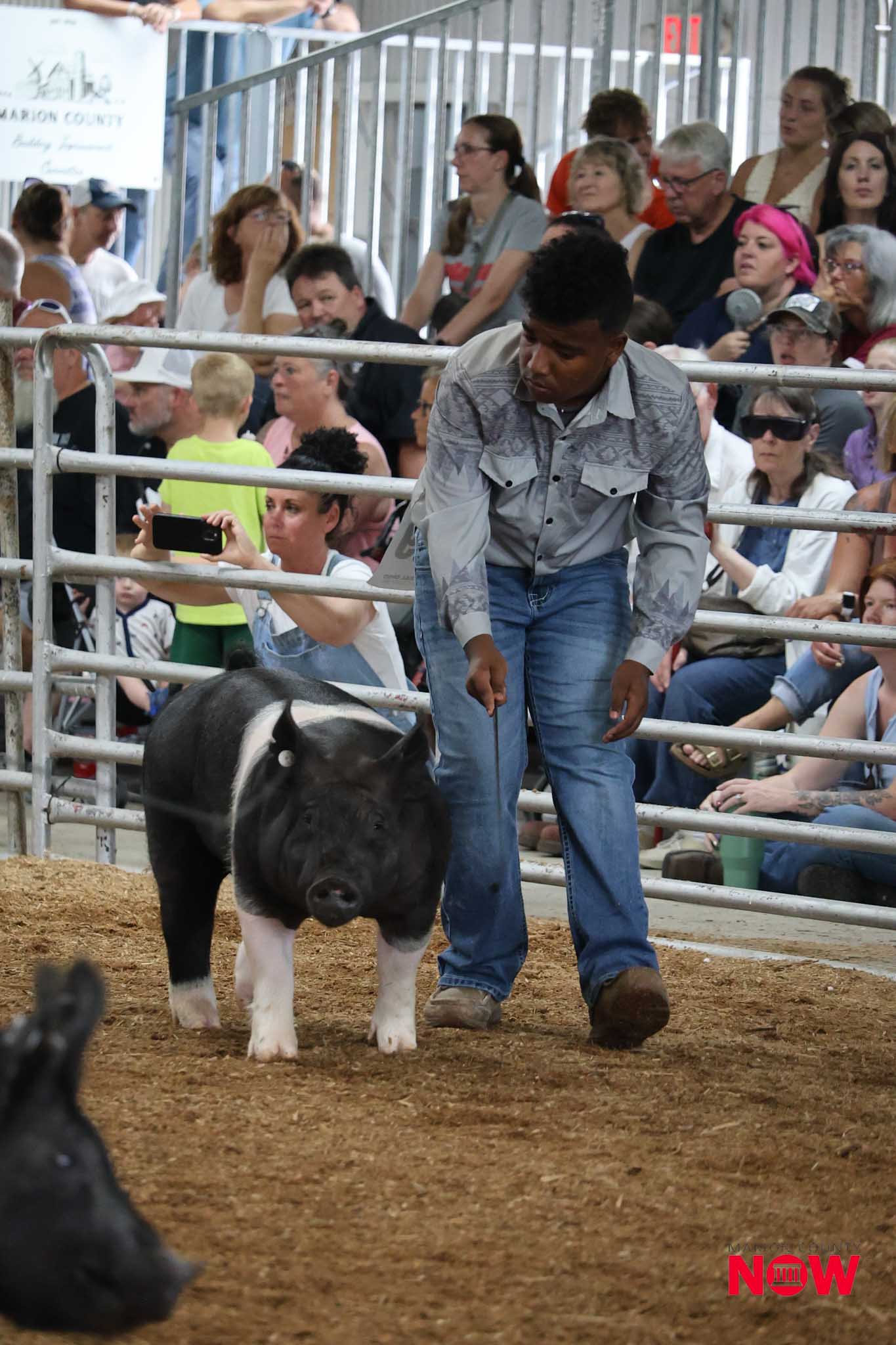 Man guiding a black-and-white pig in a show ring, with a crowded audience behind metal rails watching and recording the event.