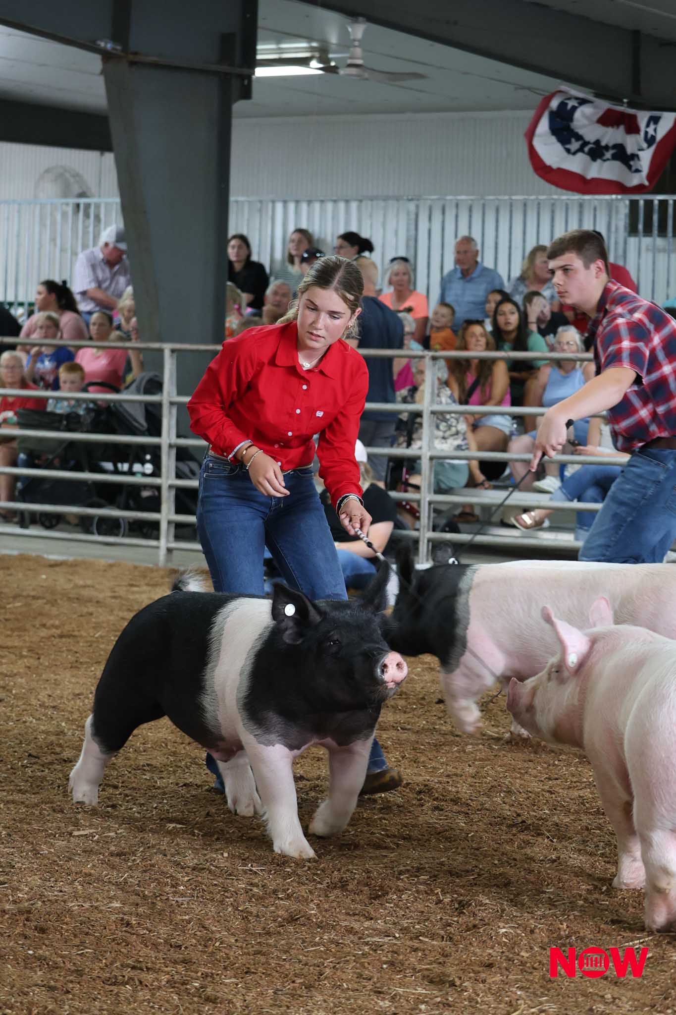 Young woman in a red shirt guiding a black-and-white pig in a crowded indoor livestock show.