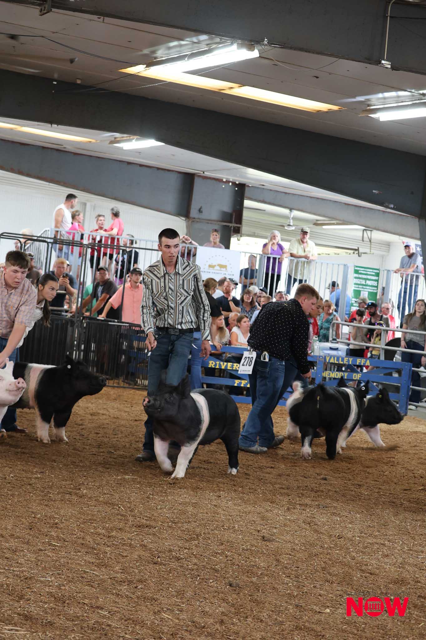 Man leading several black and white pigs in a crowded indoor livestock show ring, spectators behind a gate.
