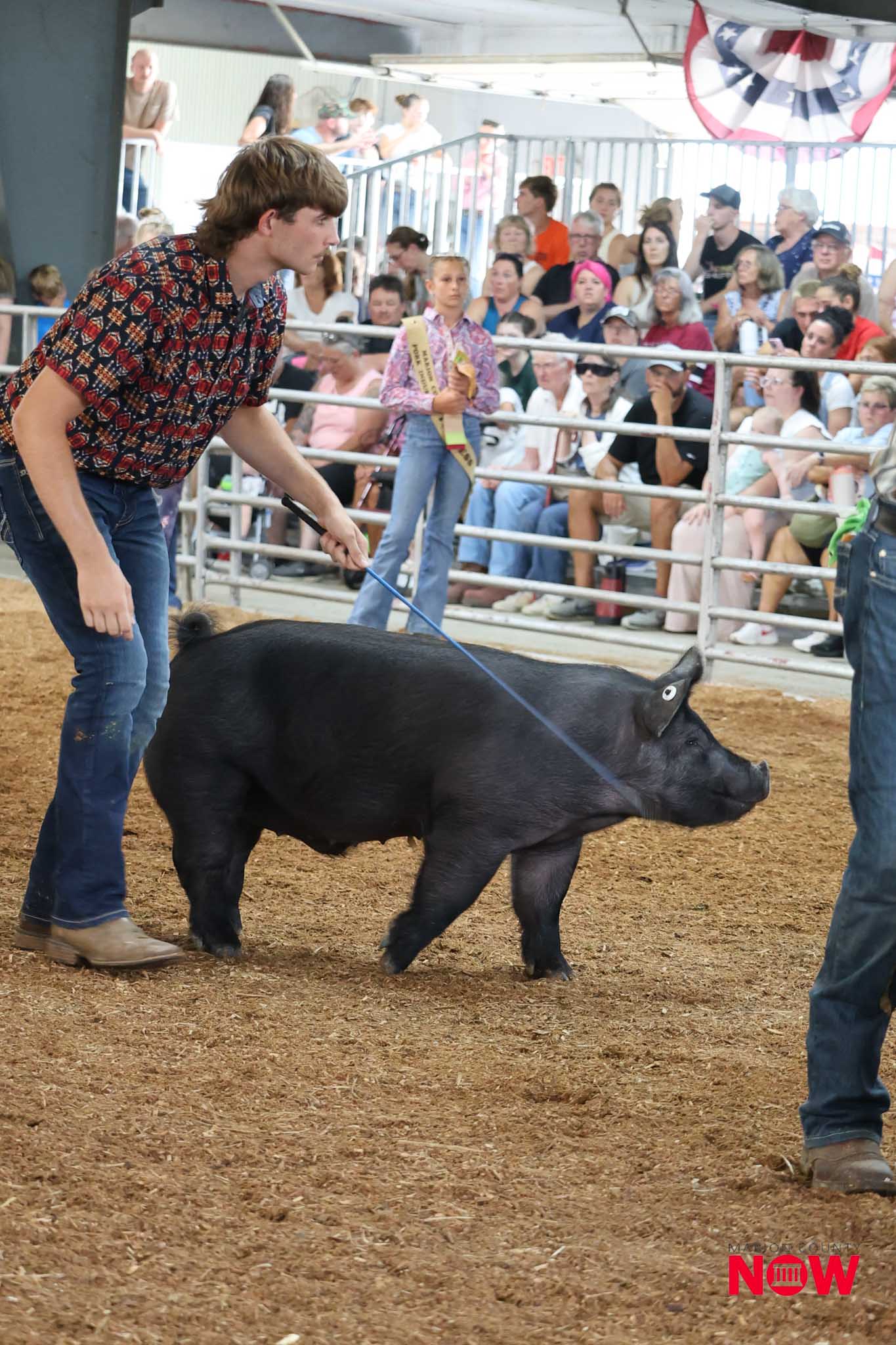 Young man in a patterned shirt luring a black pig inside a rodeo ring as spectators watch from behind rails nearby.