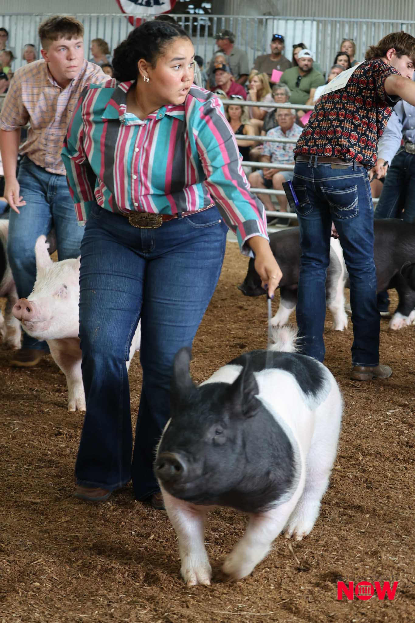 People at a livestock event with pigs in a pen; woman in striped shirt in foreground and audience in bleachers behind.