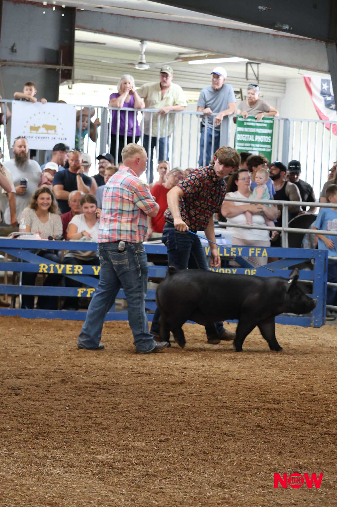 Two men in a rodeo arena chase a large black pig as a crowd watches from behind blue rails.