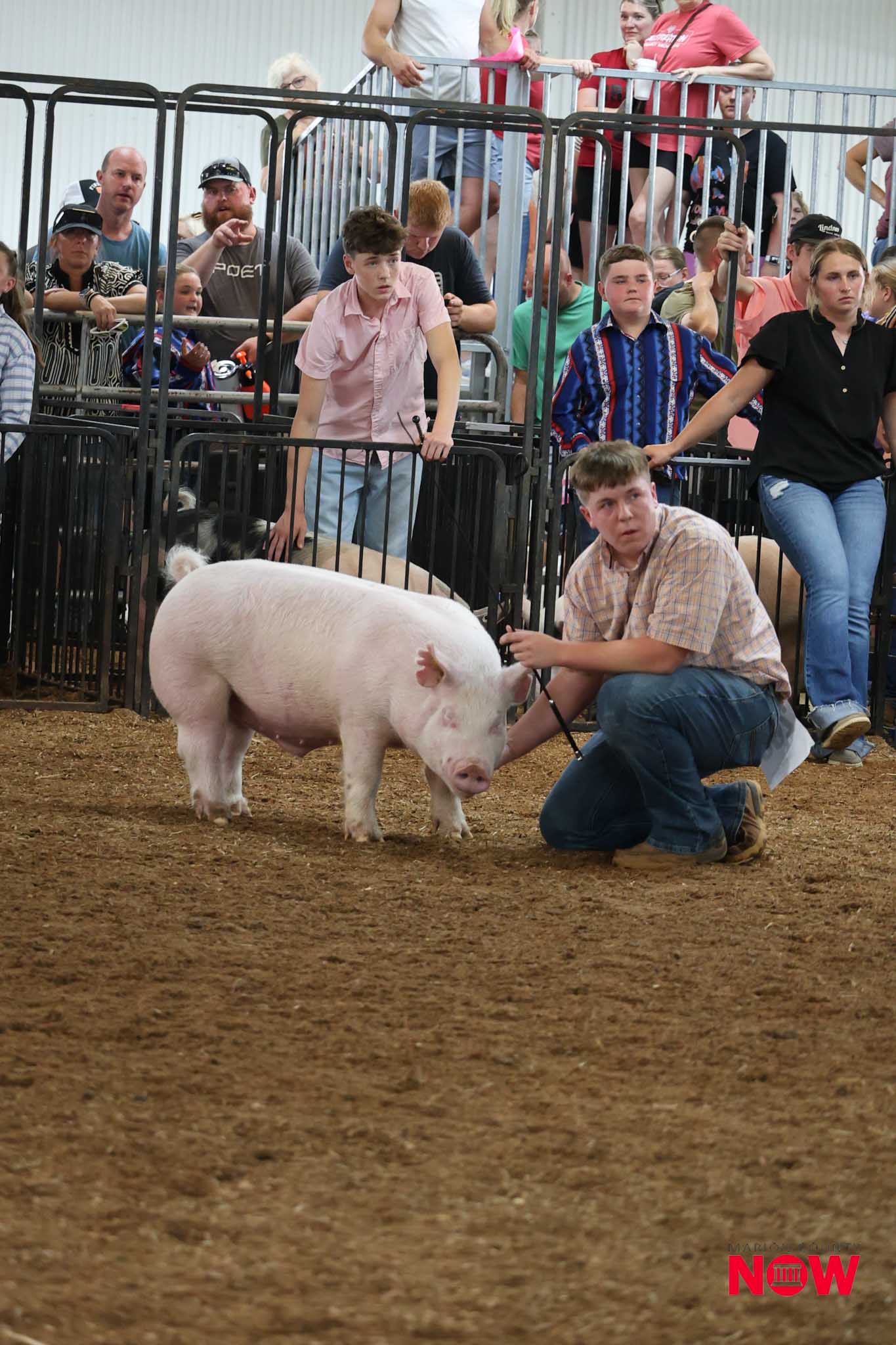 Young man kneeling beside a white pig inside a pen at a livestock show, with spectators behind metal rails watching the event.