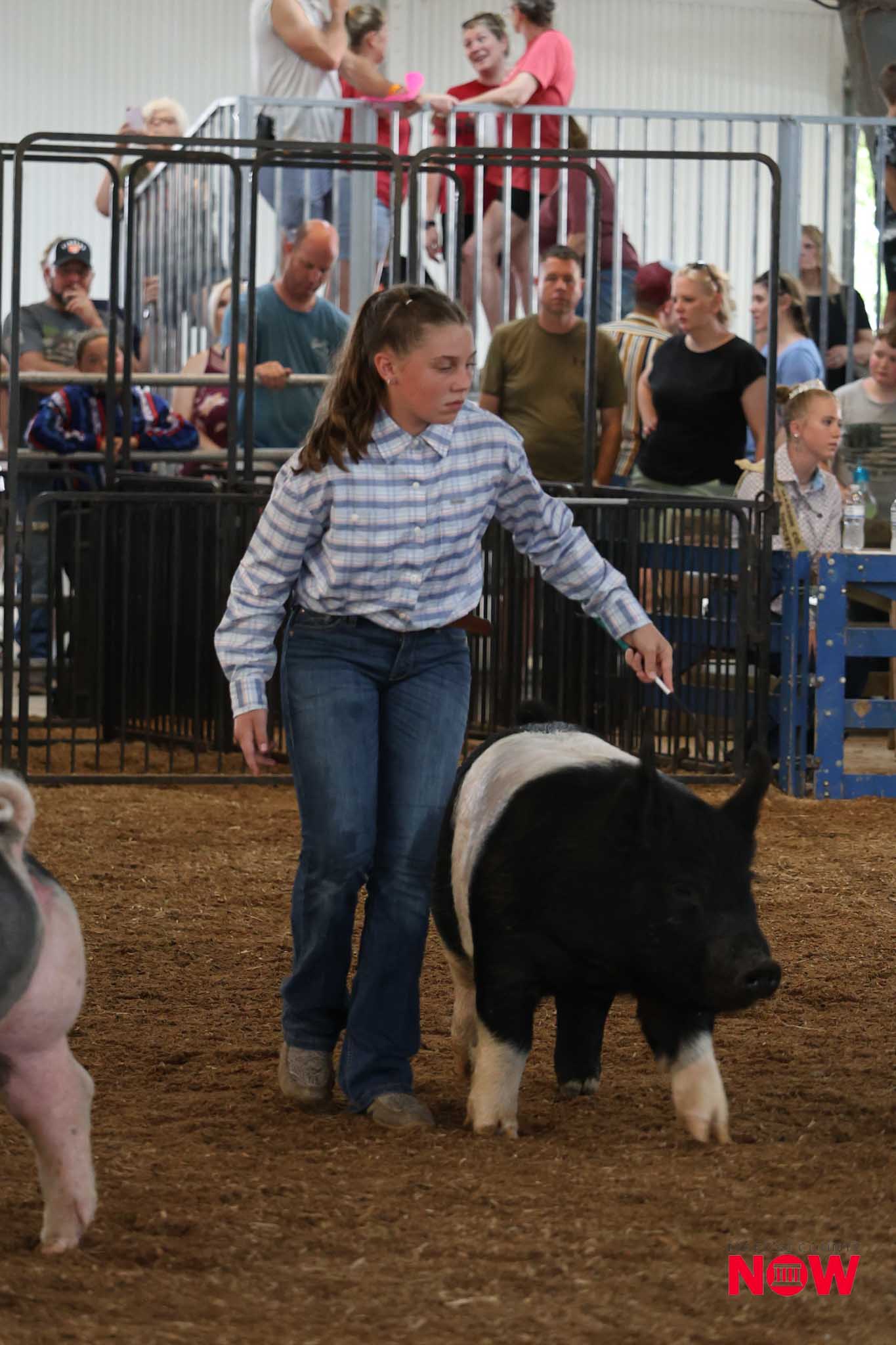 Girl in a plaid shirt leads a black-and-white pig inside a pen at a livestock show with a crowd watching behind metal fencing.